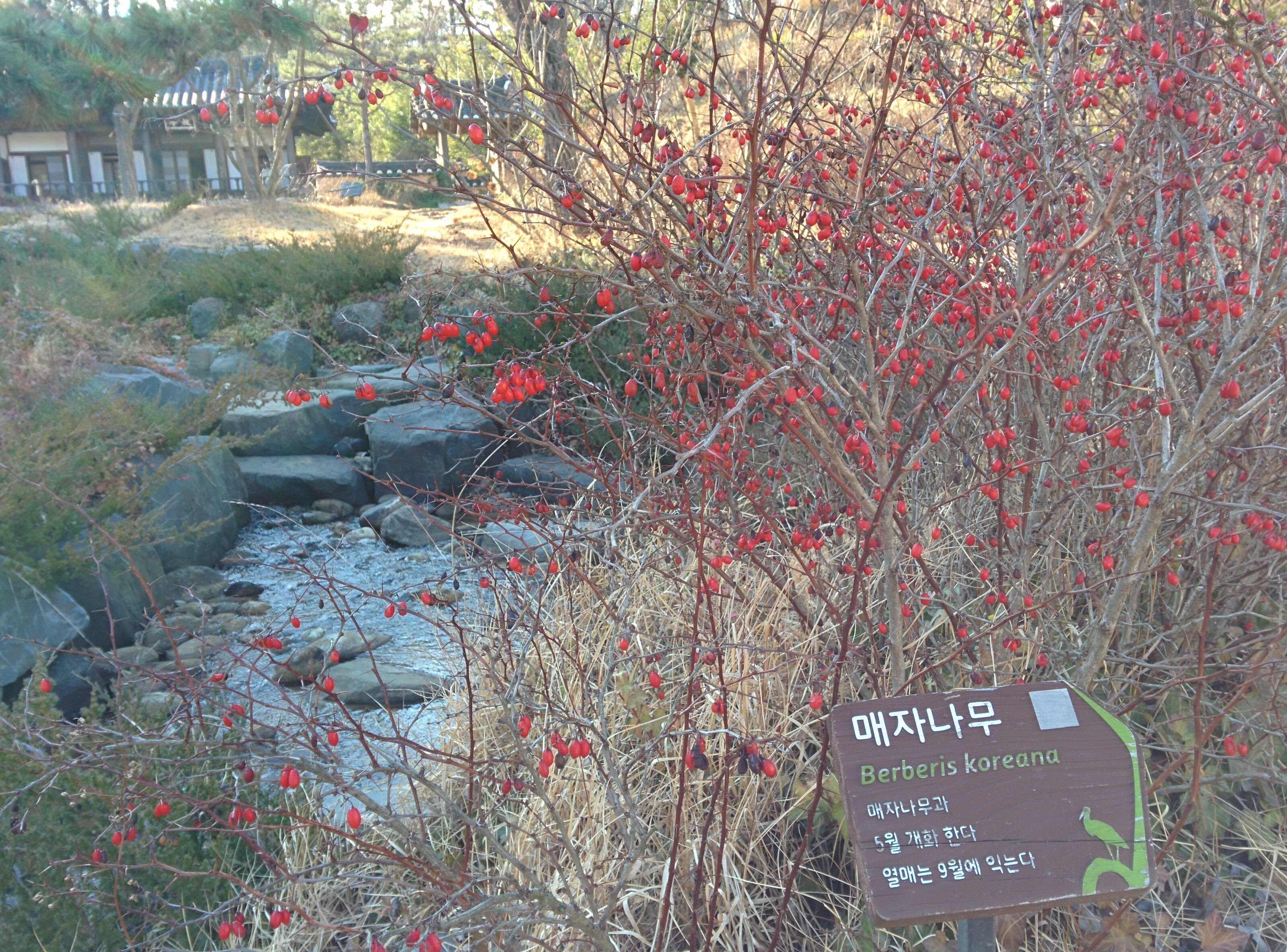IMG_20151228_140632.jpg 순천만공원 한국정원 계곡의 매자나무 붉은 열매