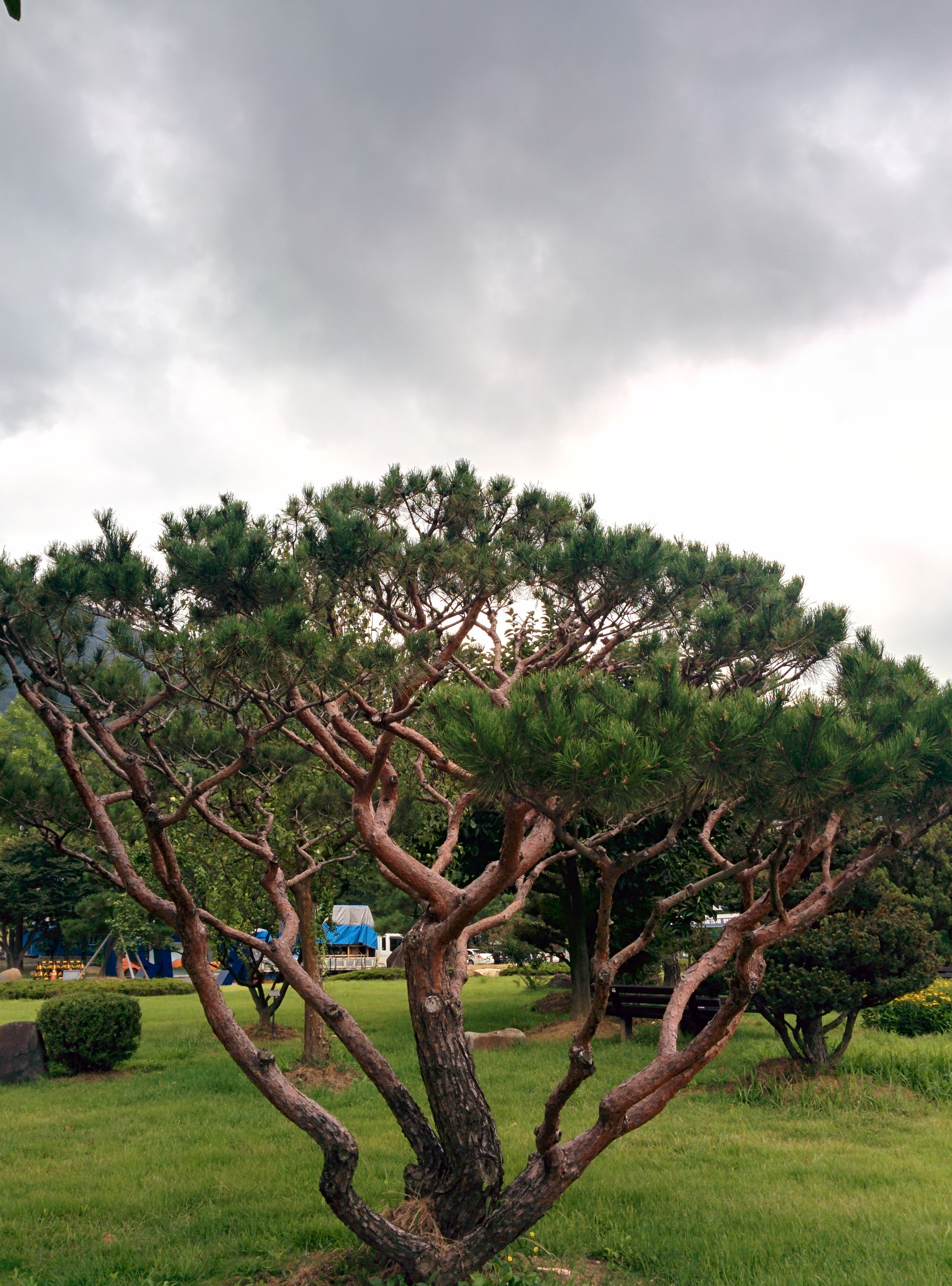 IMG_20150902_095435.jpg 전기연구원의 분재 소나무 (HDR+사진, 일반사진 비교)