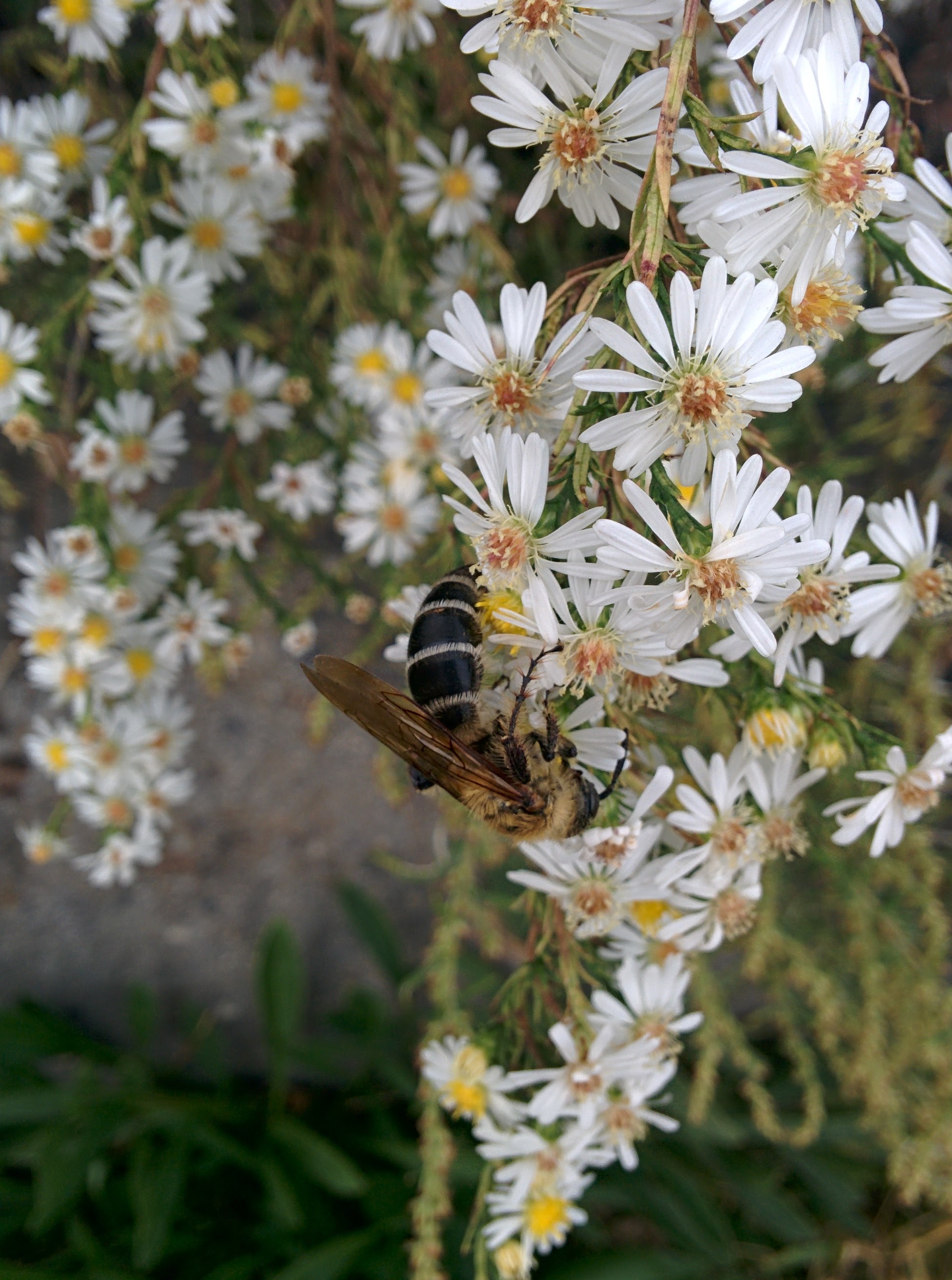 IMG_20151007_152315.jpg 미국쑥부쟁이 꽃을 찾은 대형 벌, 배벌 암컷