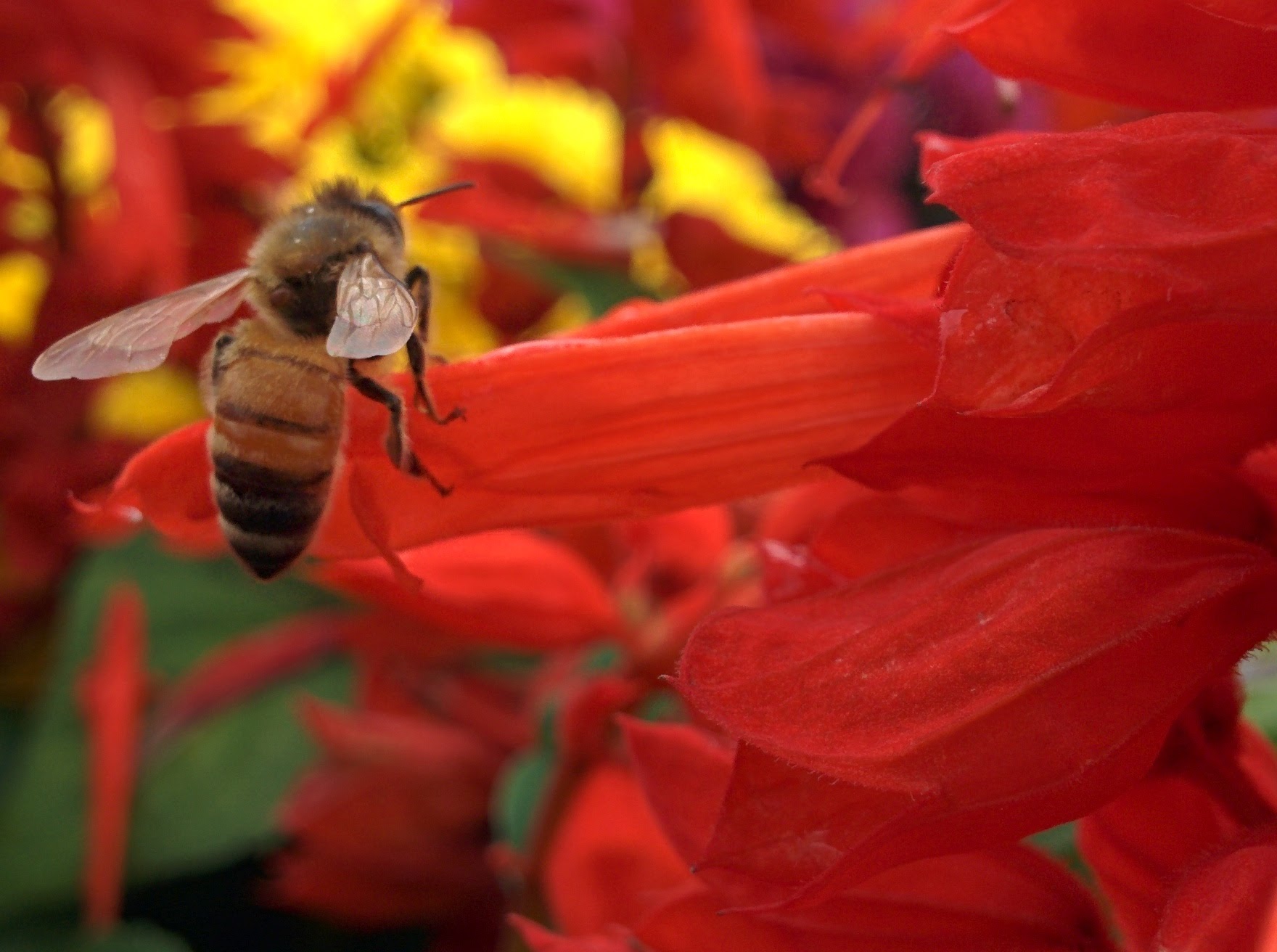 IMG_20151024_122116.jpg 깨꽃 대롱 깊숙히 꿀을 빠는 꿀벌