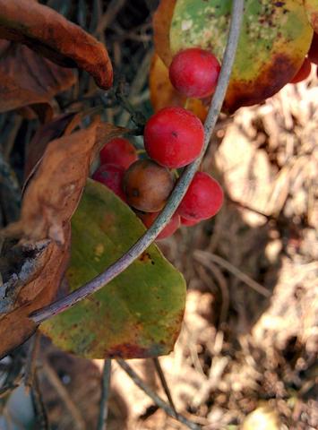IMG_20151009_153903.jpg