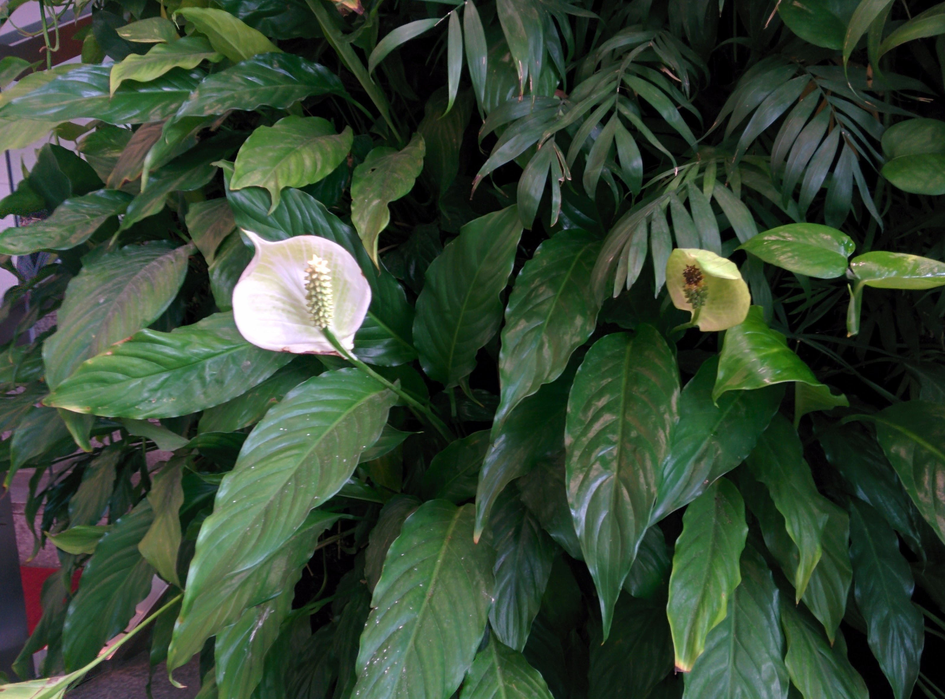 IMG_20151110_090123.jpg 실내에서 자라는 식물. 스파티필럼(Spathiphyllum)