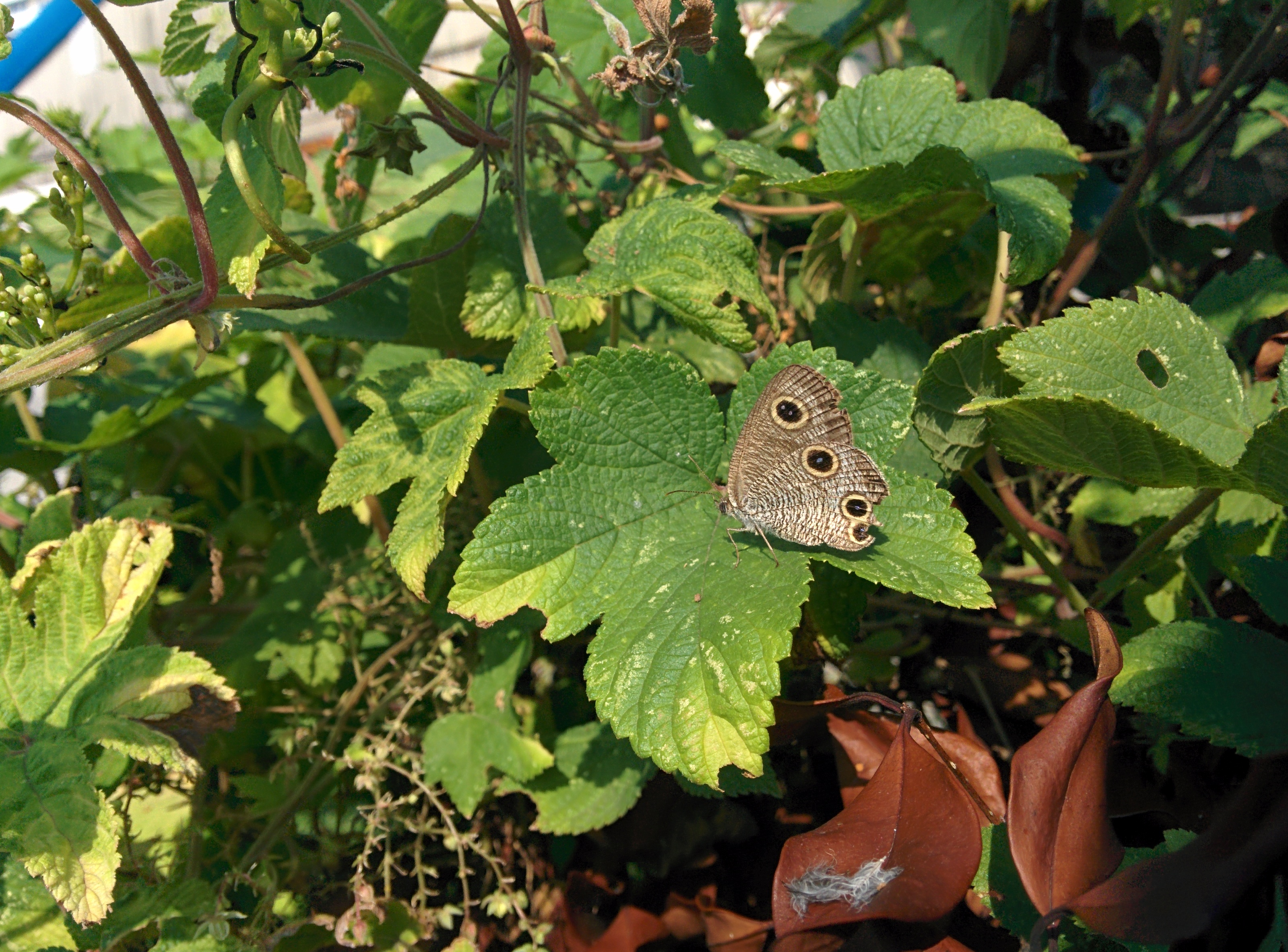 IMG_20150911_090619.jpg 환삼덩굴 잎 위에서 쉬는, 점이 네개인 물결나비