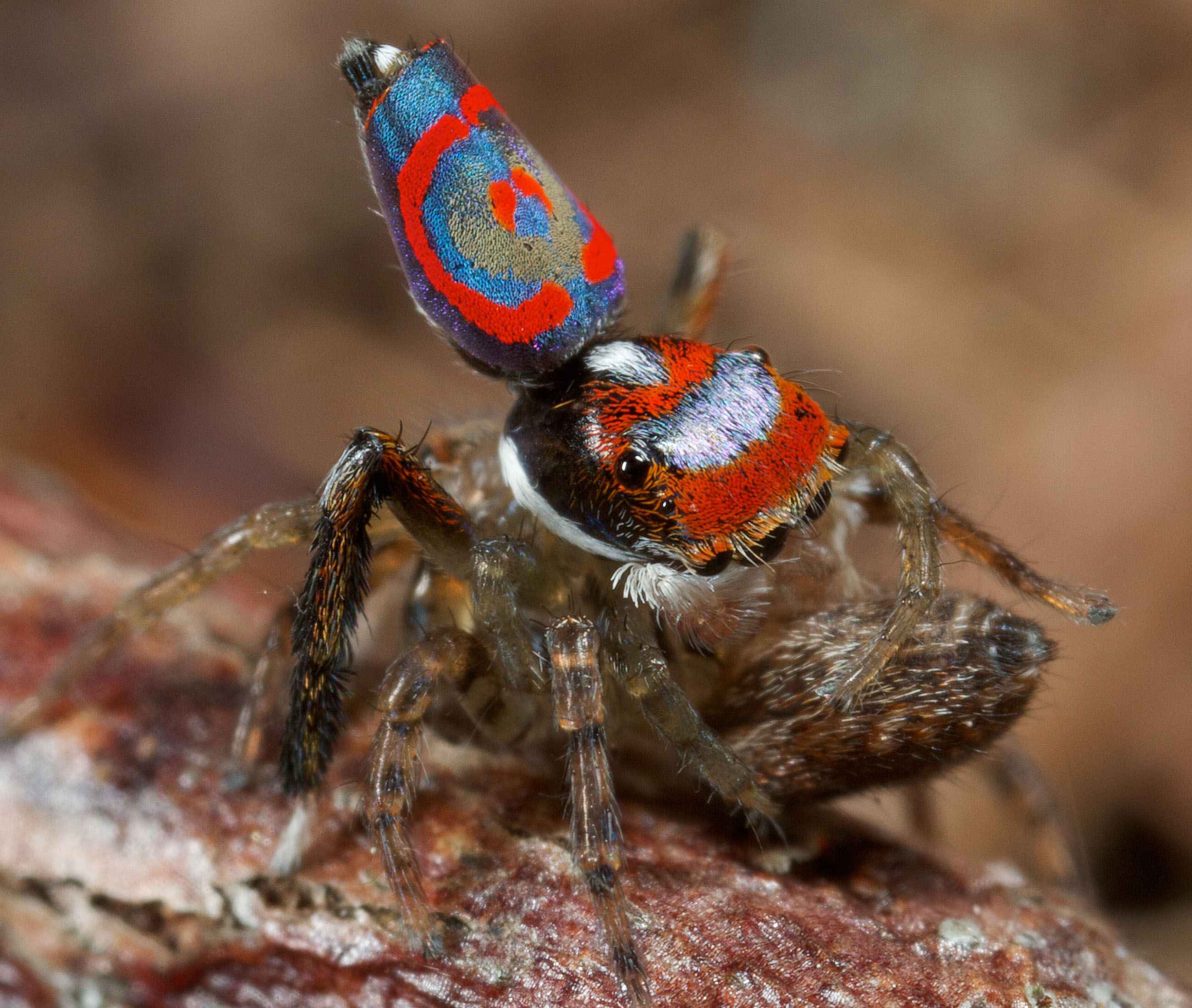 xx-098.jpg 공작거미 - Peacock spider / Gliding spider (Maratus volans)