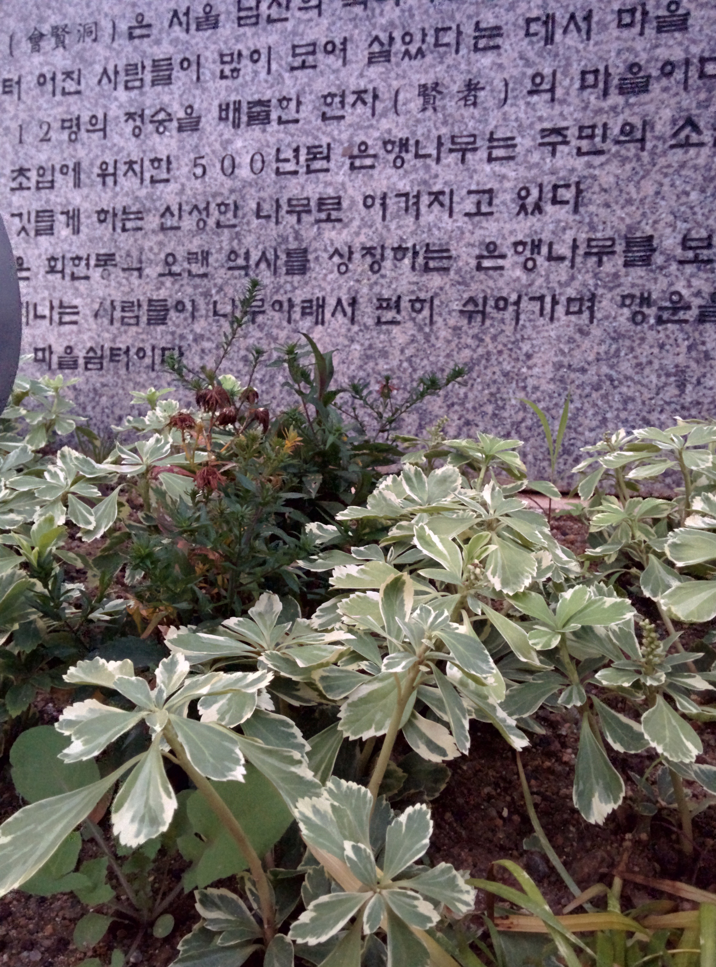 IMG_20151110_064856.jpg 잎 테두리가 하얀 수호초, 무늬수호초