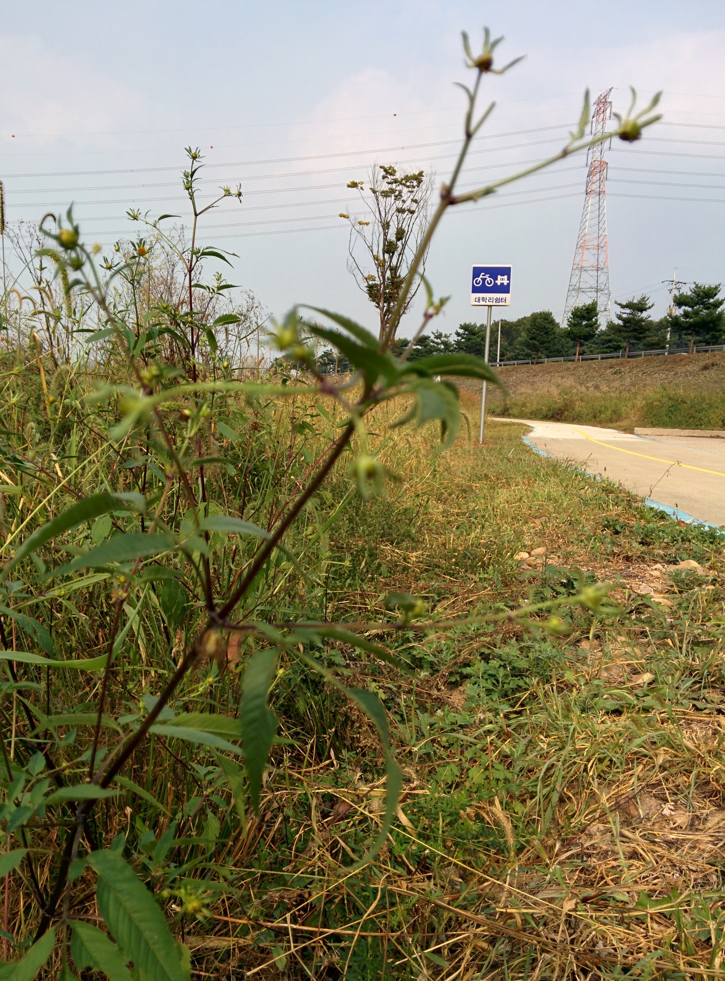 IMG_20150920_153501.jpg 이름모를 들풀(도깨비바늘?)의 꽃몽오리 -- 미국가막사리