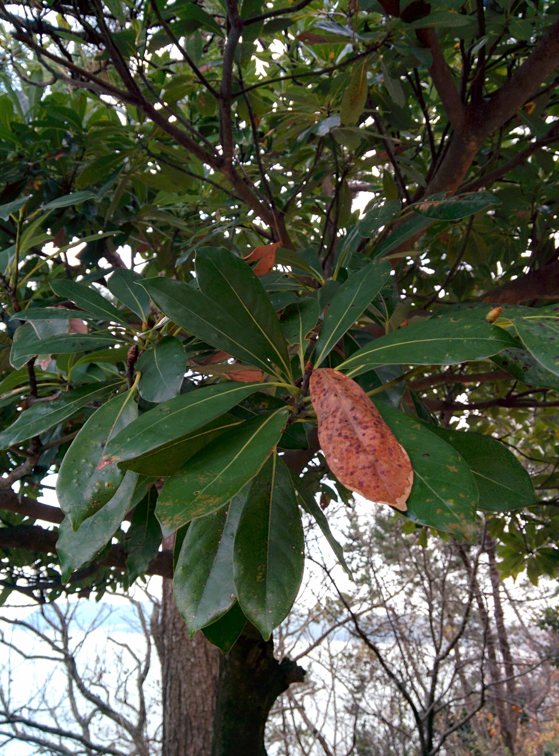 IMG_20151229_162052.jpg 남부지방의 흔한 나무... 후박나무
