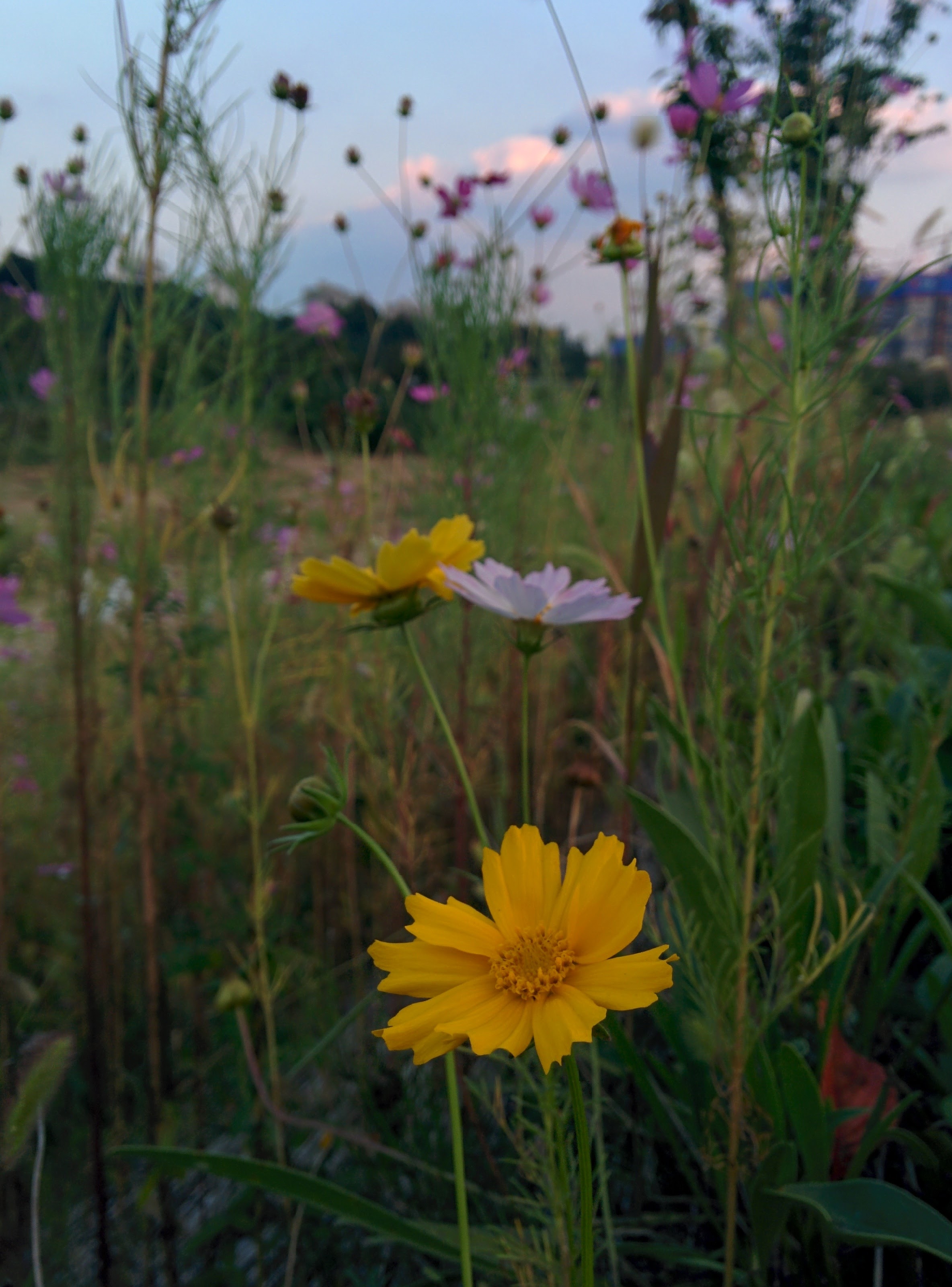 IMG_20150919_181219.jpg 코스모스속에서 외로운 큰금계국 황금색 꽃