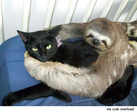 catandsloth27.jpg