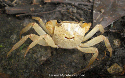 happy_crabby-smile-crab.jpg