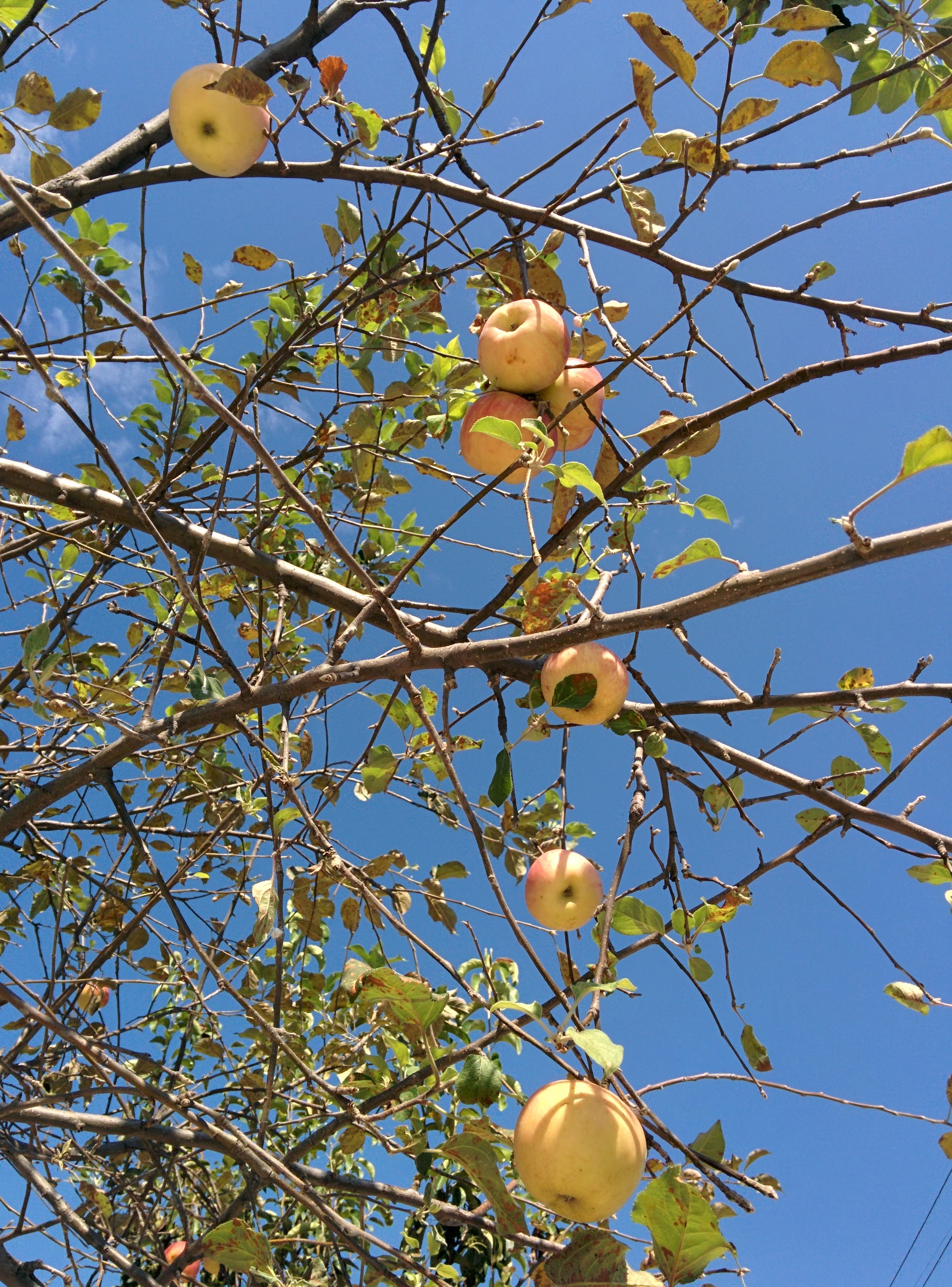 IMG_20150929_114706.jpg 가정집 정원수로 자라는 키큰 사과나무의 사과 열매