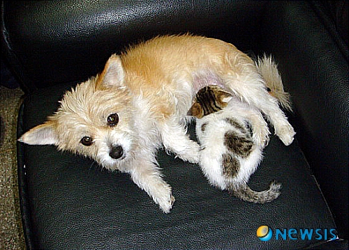 NISI20110601_0004617150_web.jpg [클릭]개와 고양이가 모녀 인연 화제 