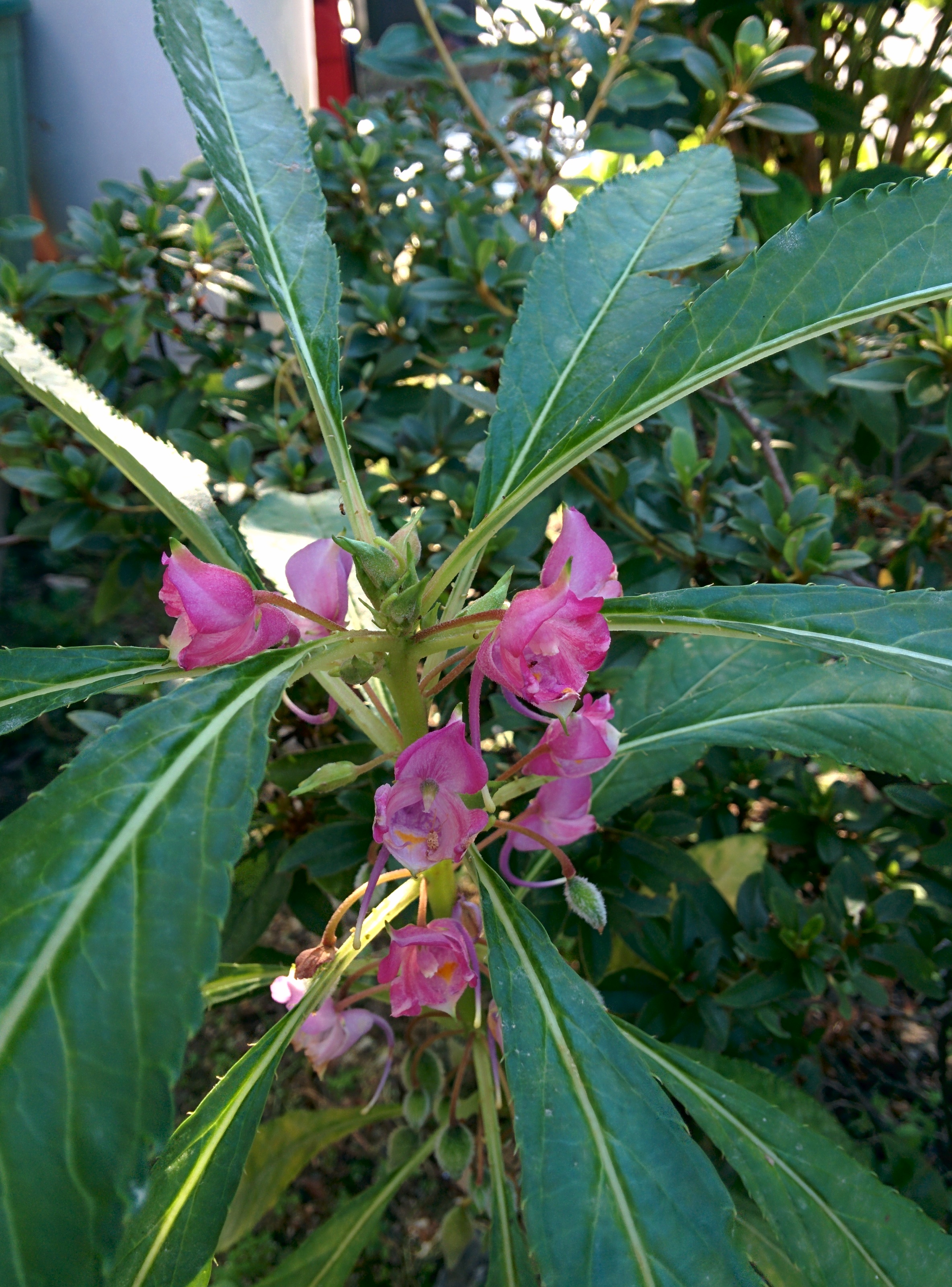 IMG_20150903_162725.jpg 아파트 화단의 봉선화(鳳仙花) 꽃