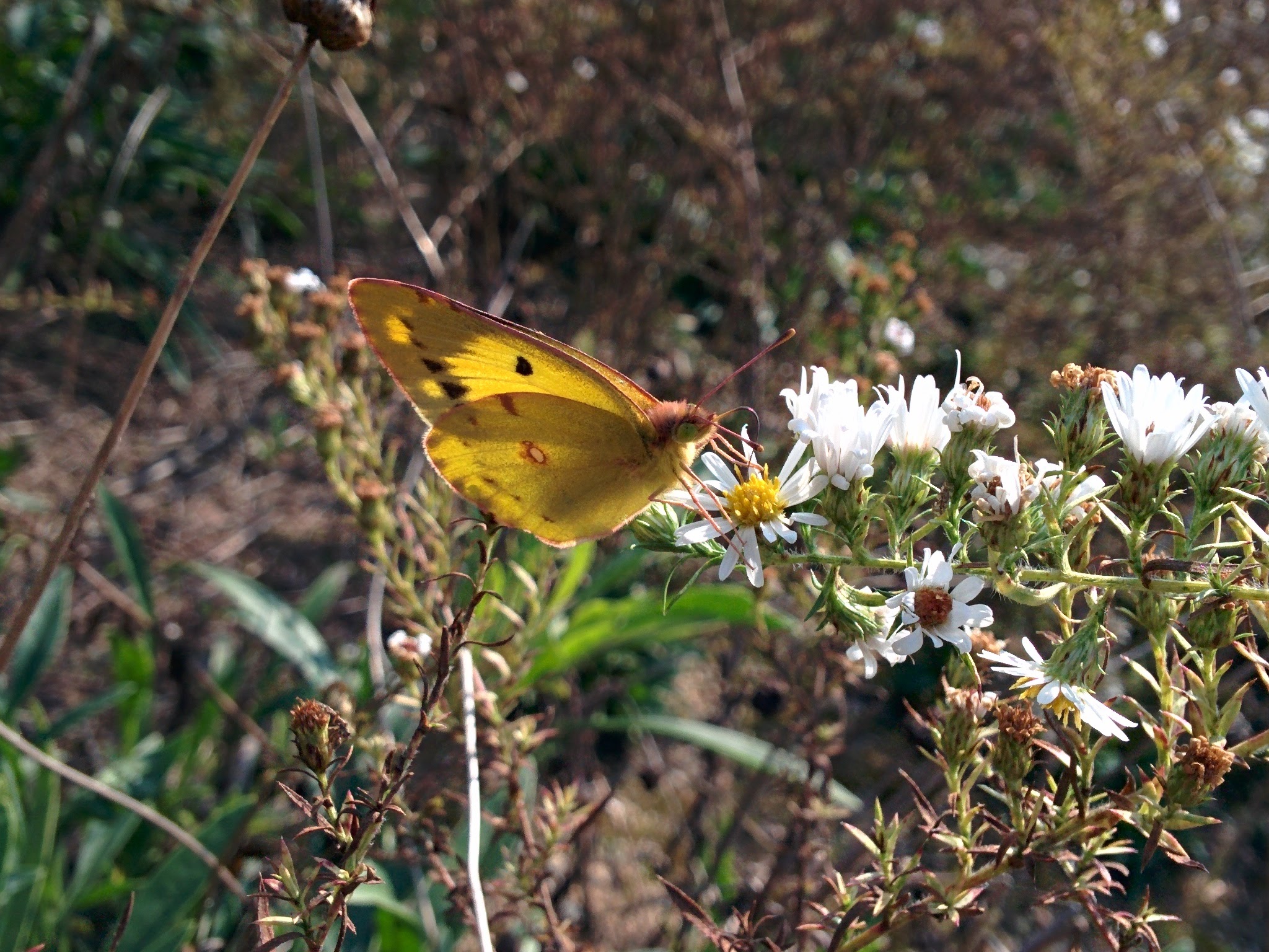 IMG_20151010_104232.jpg 미국쑥부쟁이 꽃을 찾은 나비... 노랑나비