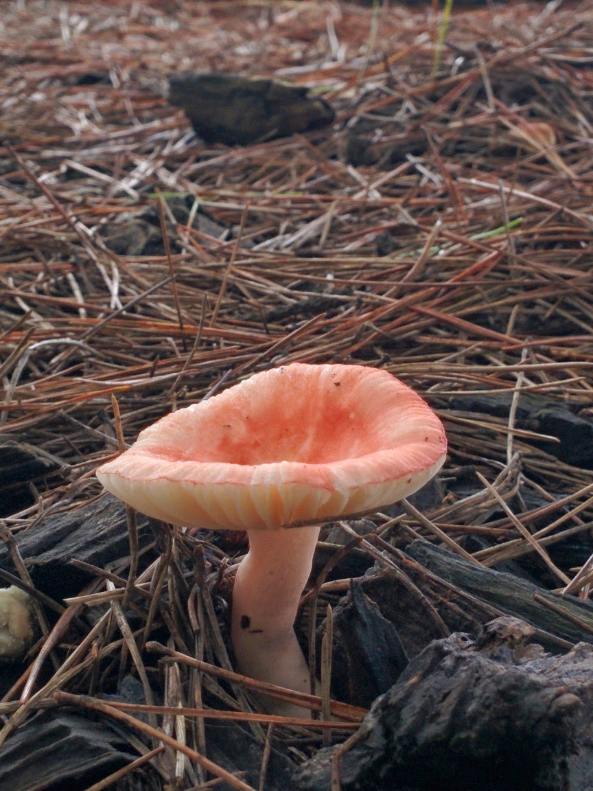 IMG_20140826_125258.jpg 고운 분홍색 버섯... 무당버섯... 수원무당버섯(추정)