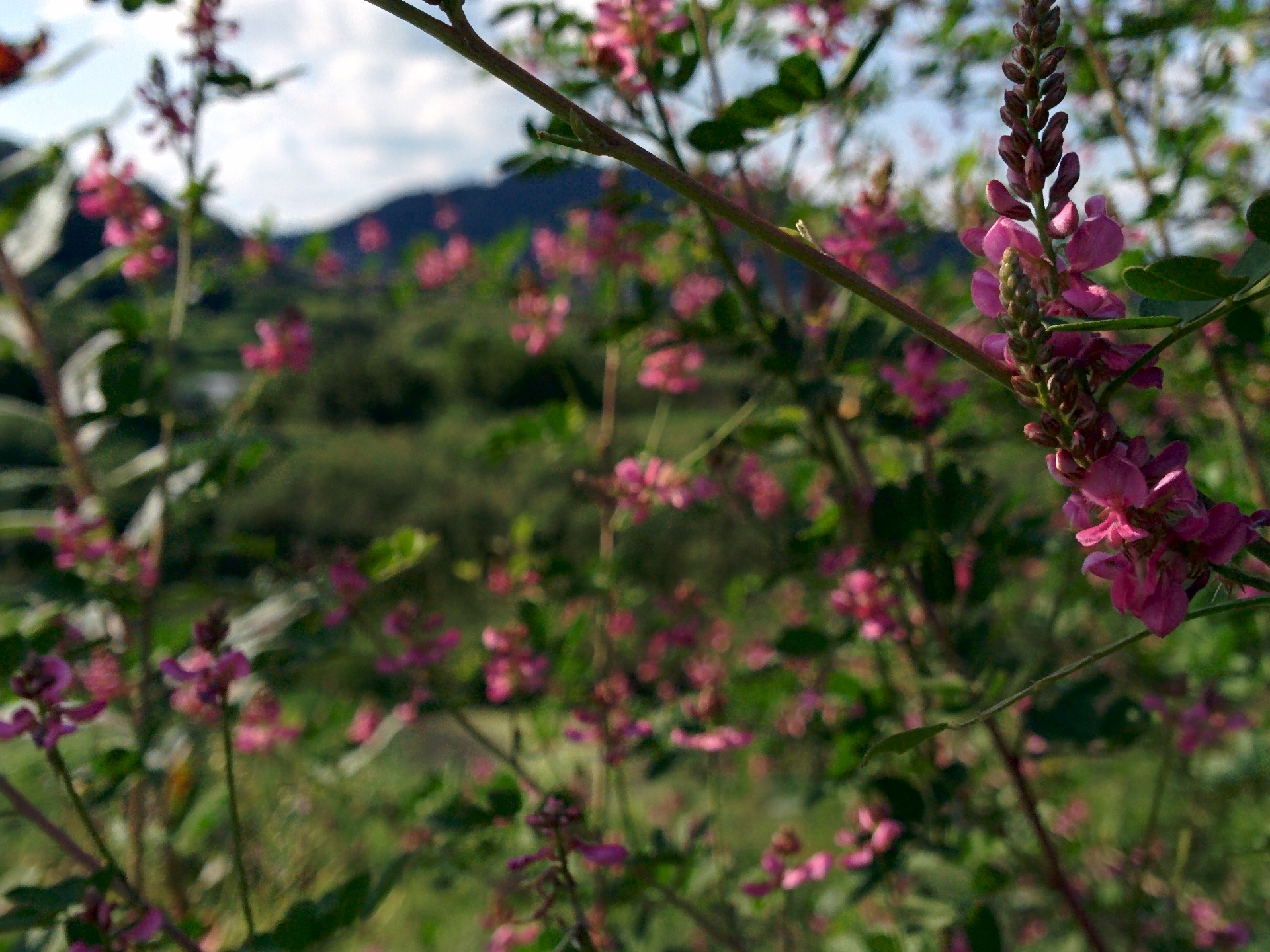 IMG_20150826_160749.jpg 분홍색 싸리나무 꽃... 싸리꽃