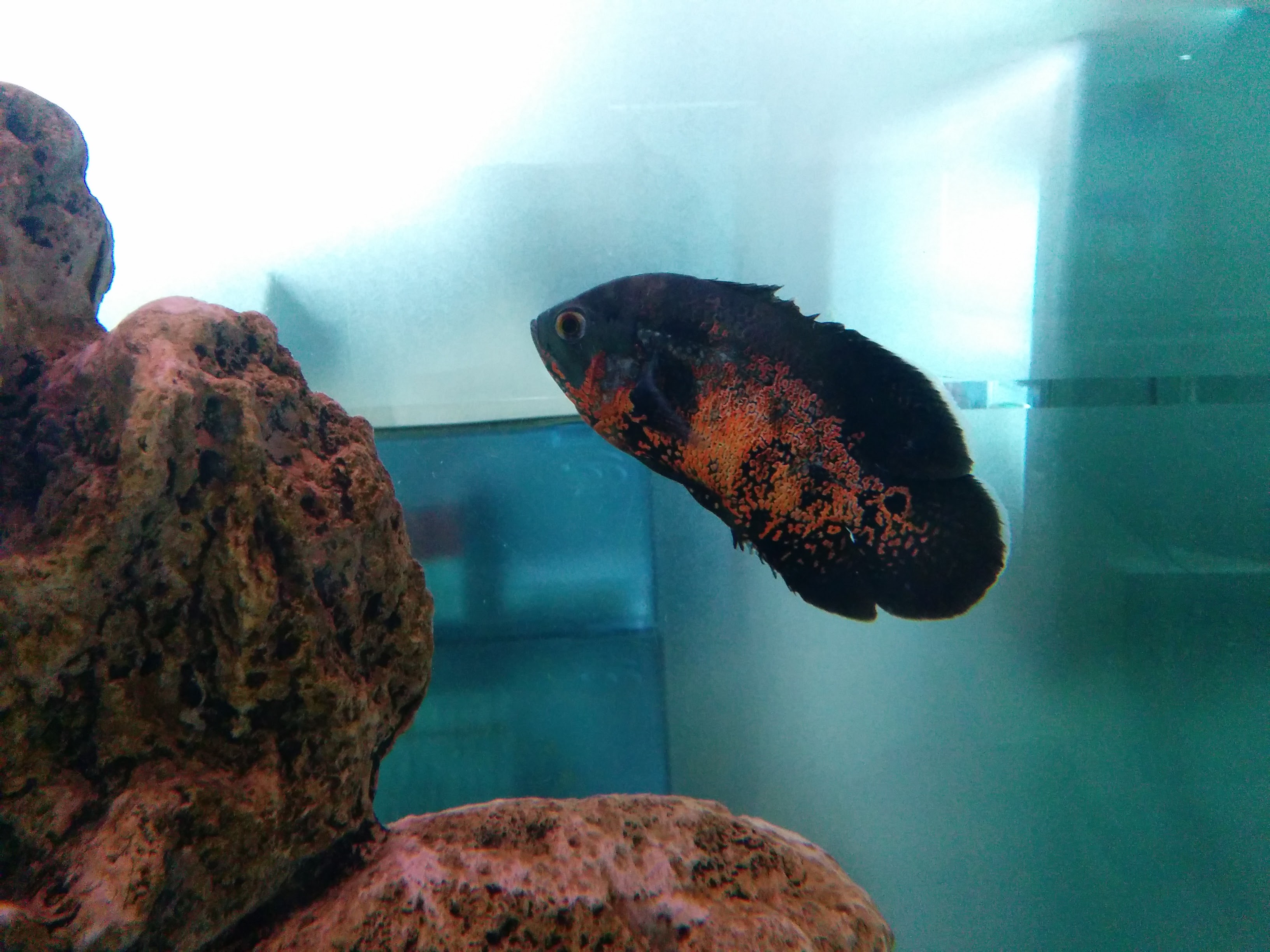 IMG_20151207_141506.jpg 수족관의 검붉은 색 관상용 물고기.. 타이거 오스카(Tiger Oscar), Astronotus ocellatus