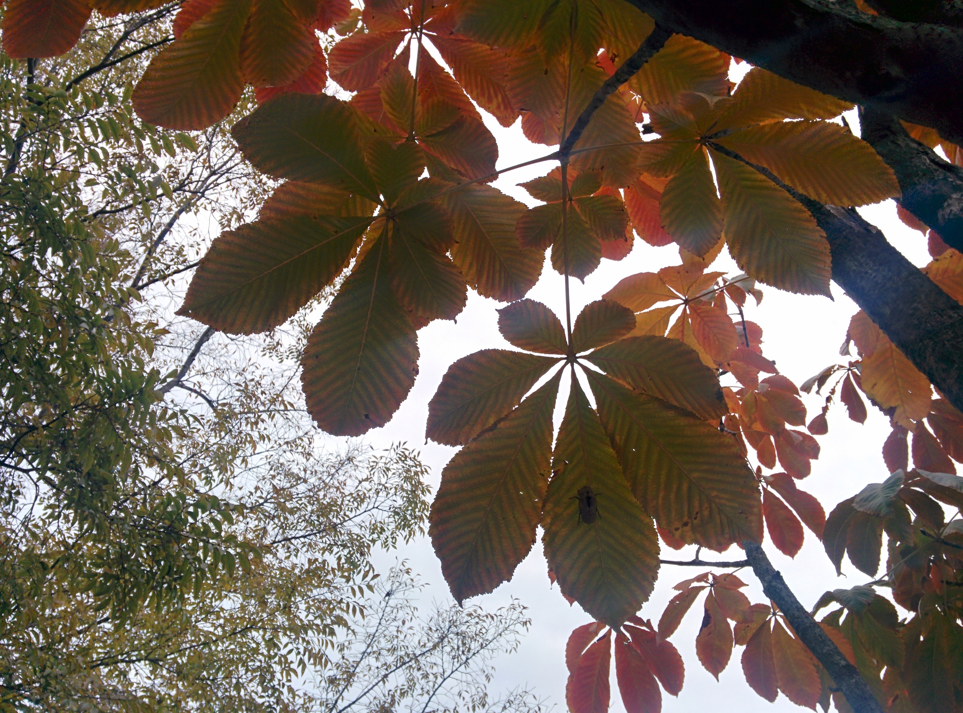 IMG_20151106_144159.jpg 일곱개 잎이 모여나는 칠엽수(七葉樹)