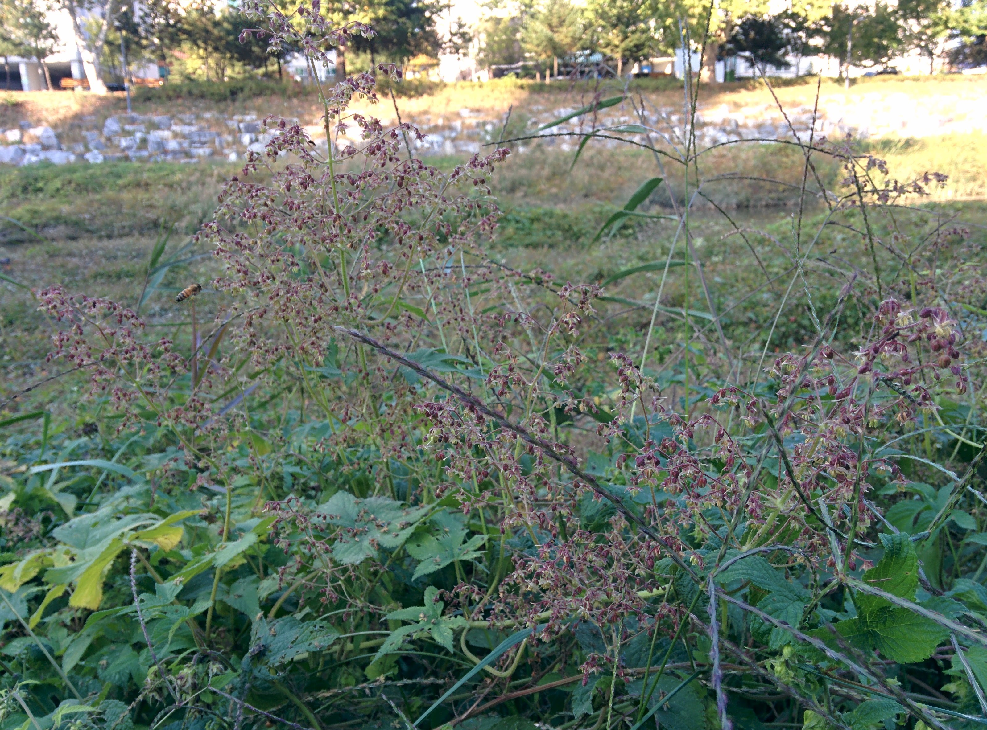 IMG_20151025_152924.jpg 환삼덩굴 꽃 (작은 키큰 수꽃, 큰 키작은 암꽃)