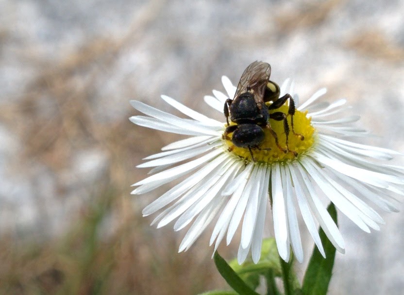 IMG_20151004_130155.jpg 개망초 꽃에서 꿀을 따는 작은 잎벌? 꼬마꽃벌류