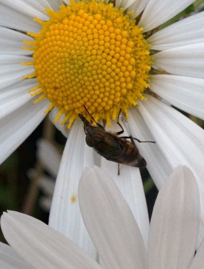 IMG_20151003_154344.jpg 하얀 무궁화 꽃을 입이 길고 뾰족한 파리, 점박이꽃검정파리