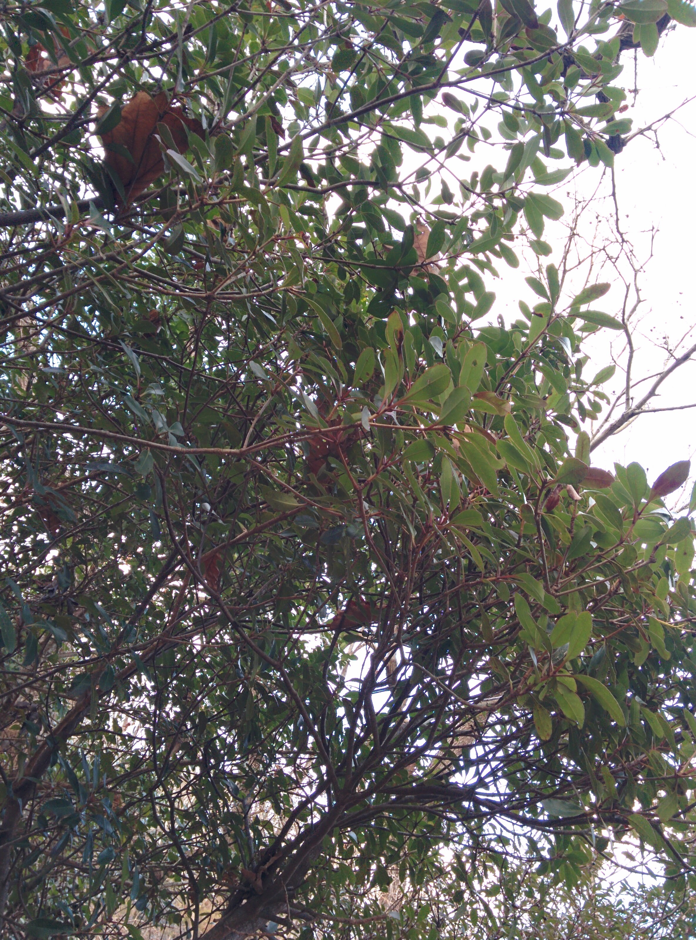 IMG_20151229_160943.jpg 잎이 모여나는 관목... 다정큼나무