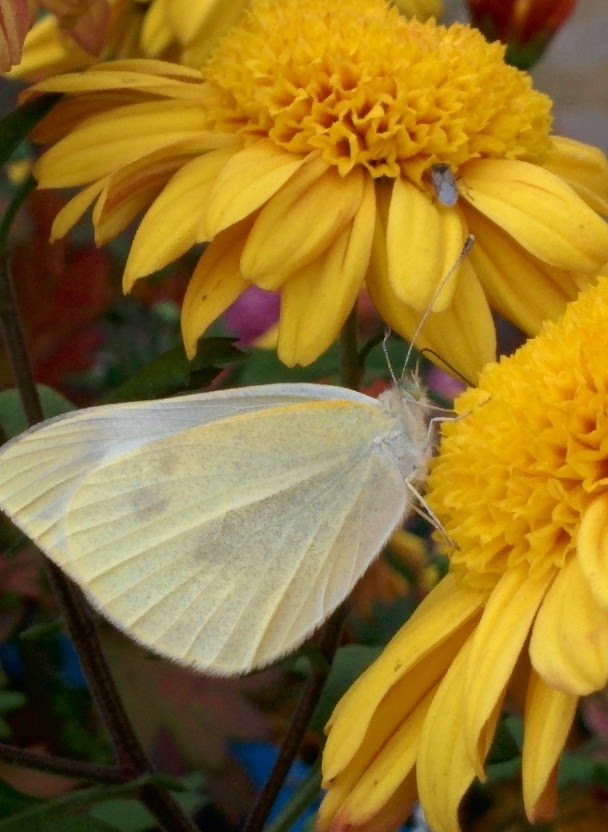 IMG_20151024_125843.jpg 노란색 국화꽃 찾은 흰색 나비... 배추흰나비