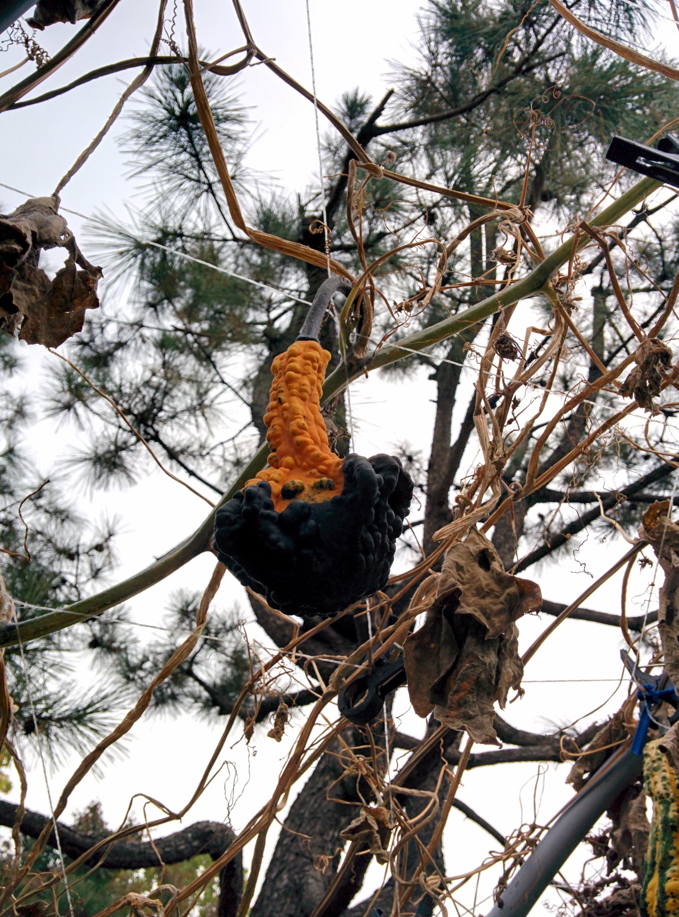 IMG_20151024_131314.jpg 환타지믹스리틀... 괴이한 별모양 호박