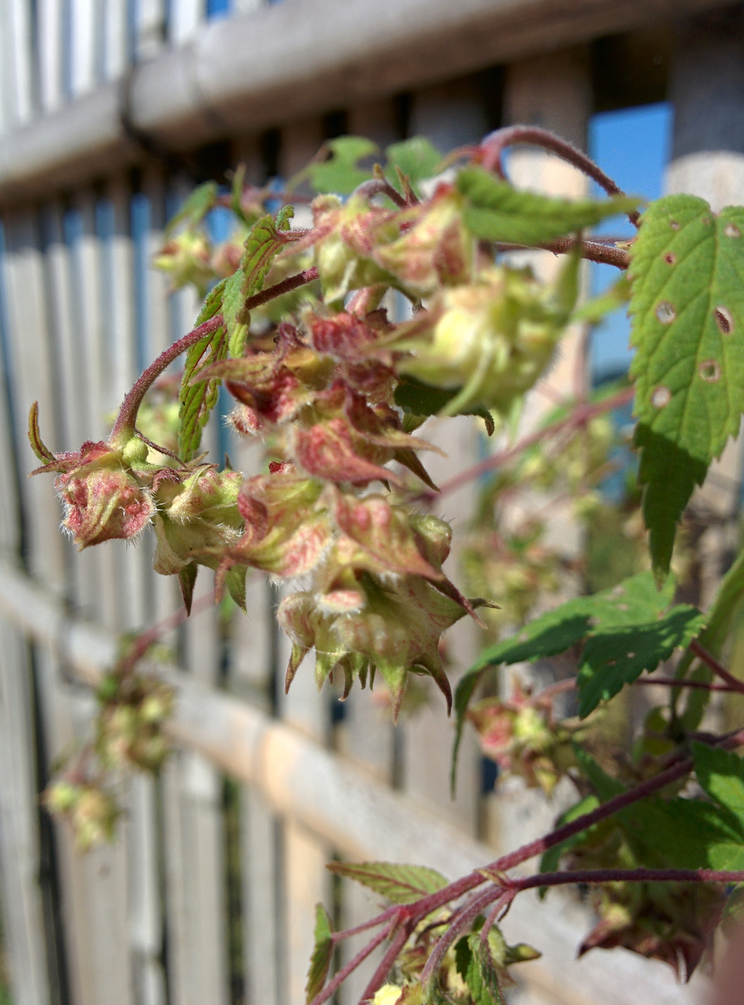 IMG_20150929_103029.jpg 철새조망용 대나무울타리를 타고 자라는 환삼덩굴 암꽃