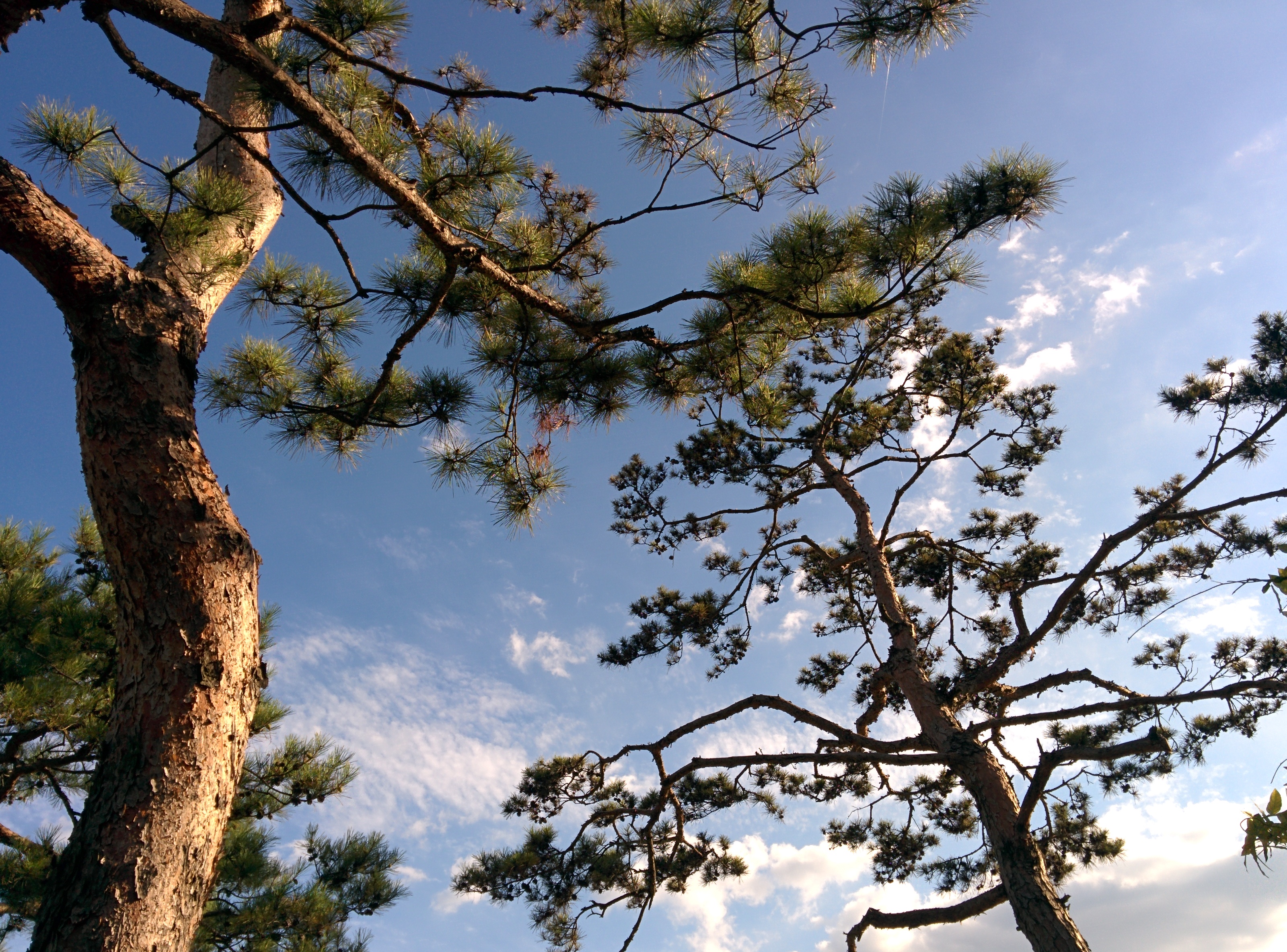 IMG_20150915_164057.jpg UST 가을하늘을 이고있는 소나무