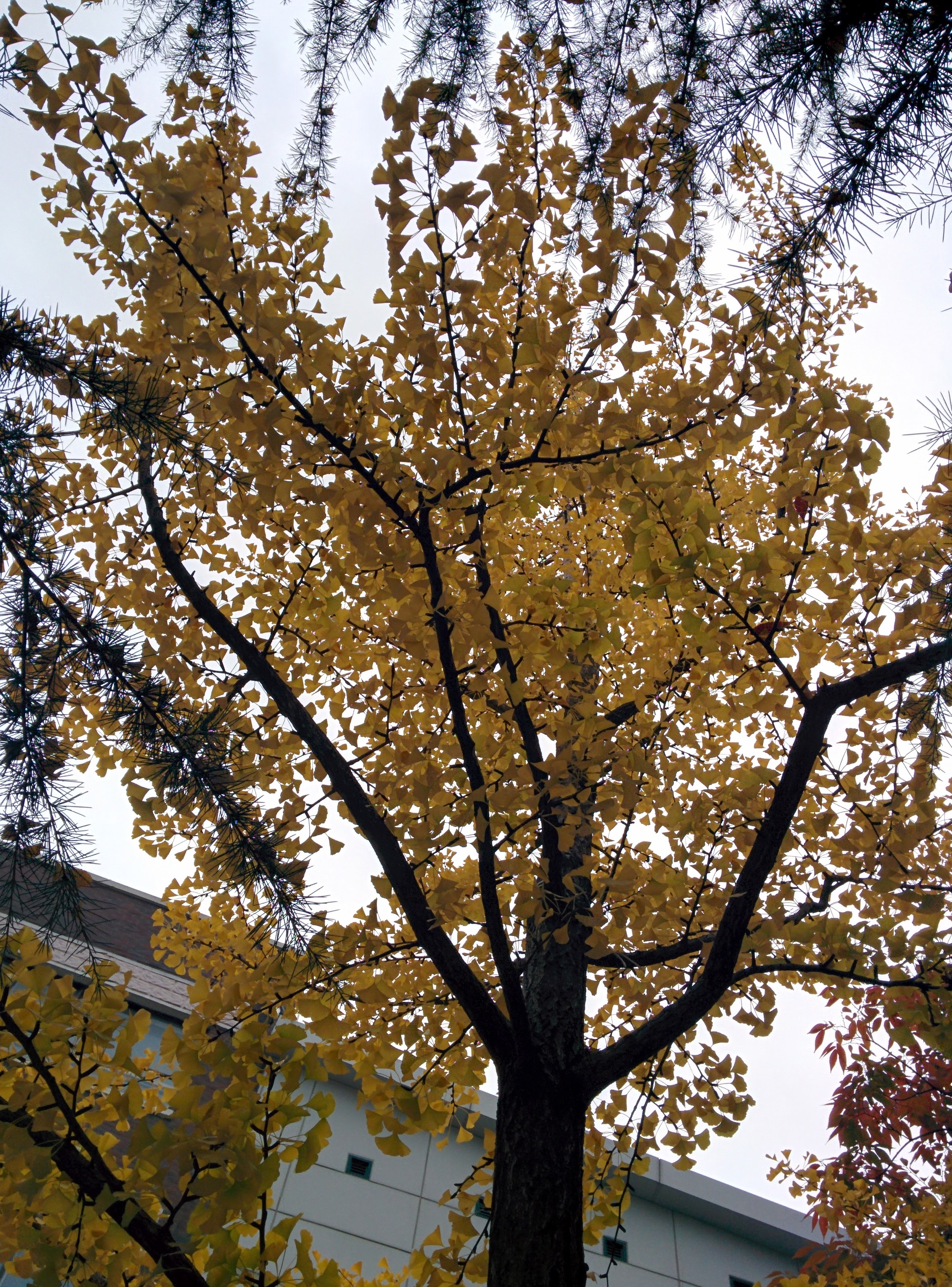 IMG_20151024_134700.jpg 은행 단풍... 은행나무 가로수에 노란 가을 단풍이 들다.