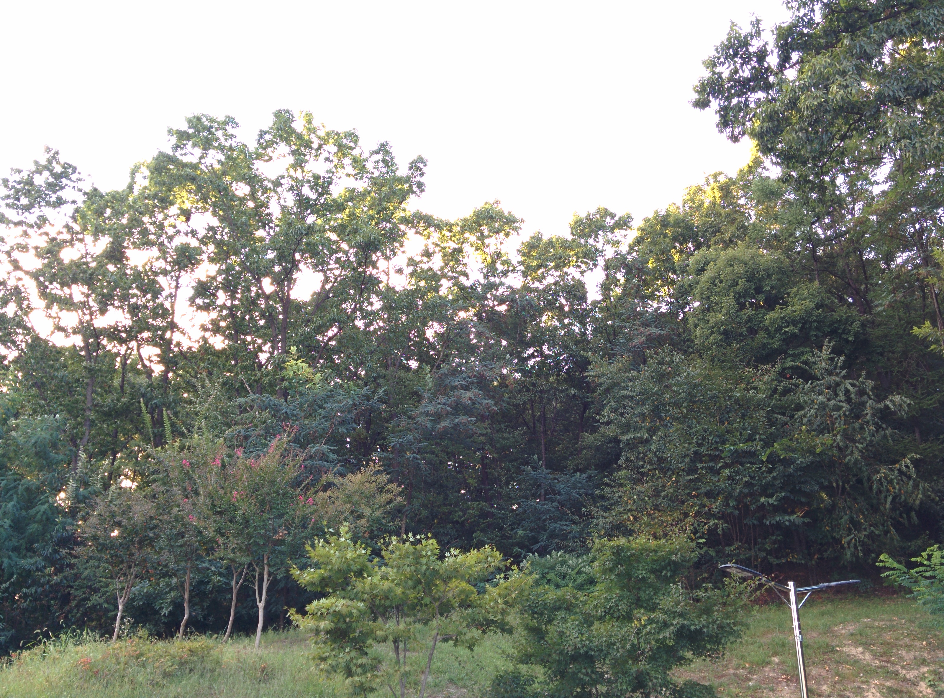 IMG_20150915_174327.jpg UST 뒷산을 덮은 상수리나무 숲