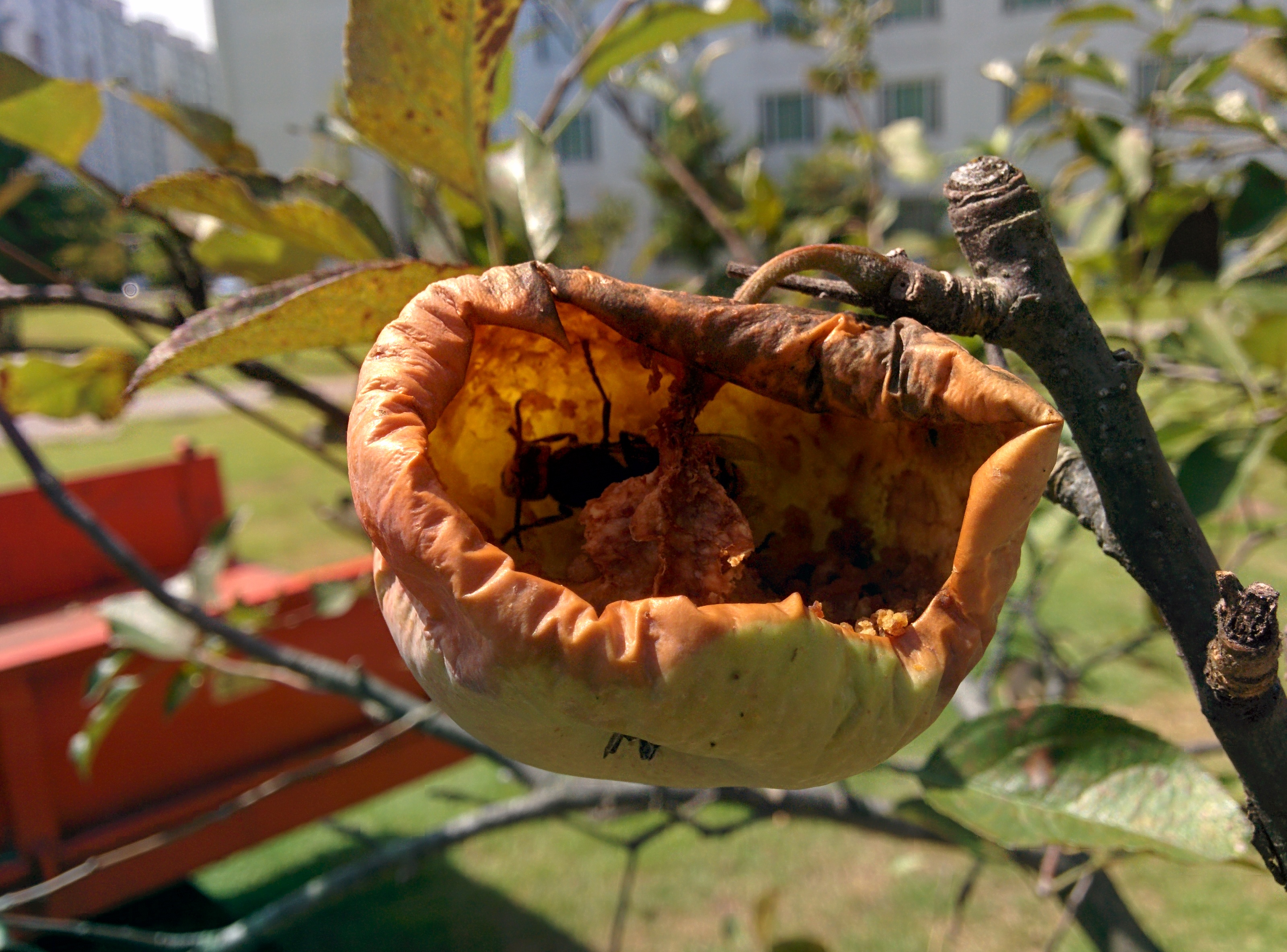 IMG_20150914_124040.jpg 벌레먹은 사과? 벌먹은 사과! 장수말벌 한마리가 사과 열매를 파먹고 있다. 왕팅이...