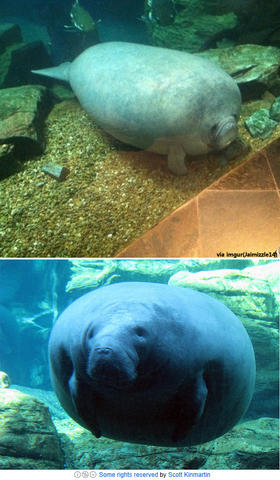 manatee11292.jpg