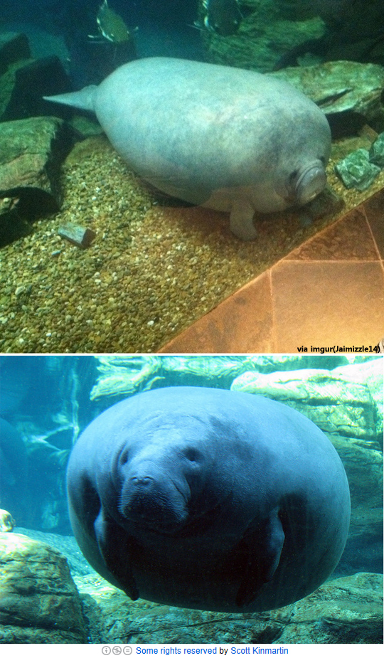 manatee11292.jpg 돼지코 바다소, 풍선 몸매 바다소 ‘인기’ 