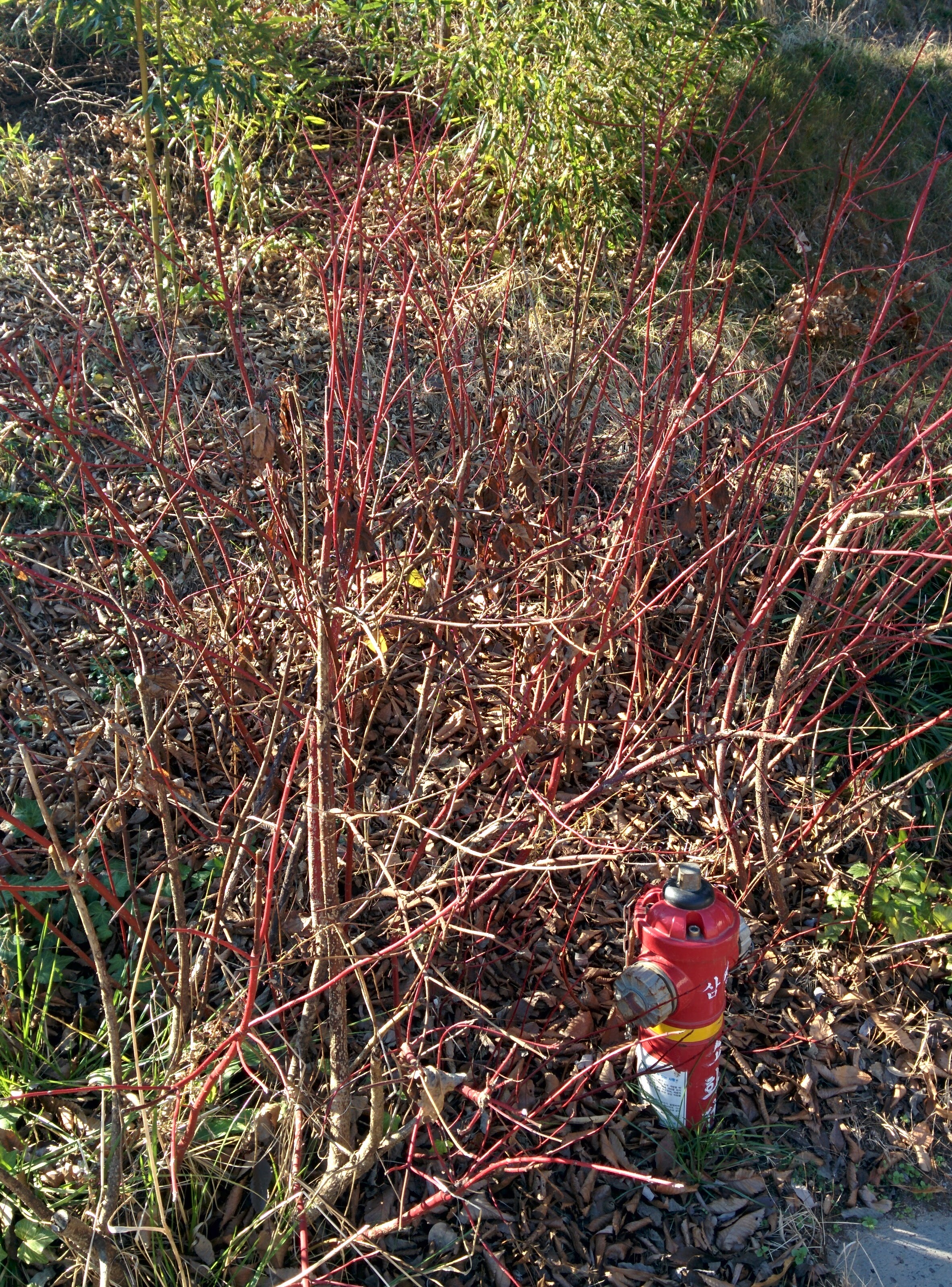 IMG_20151228_140819.jpg 붉은색 줄기가 특이한 겨울의 흰말채나무