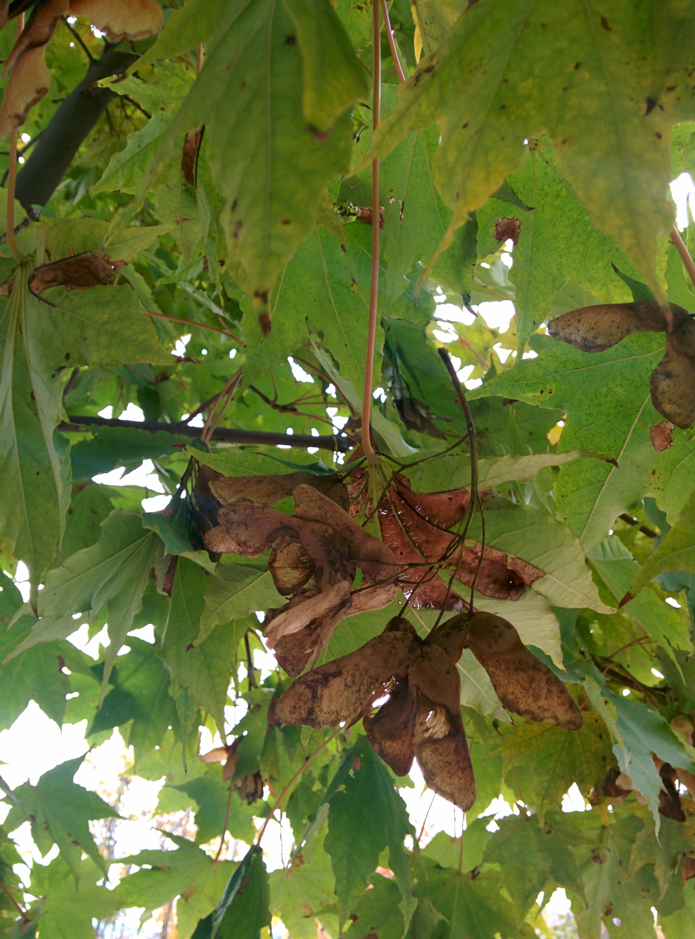 IMG_20151106_150203.jpg 넓적한 잎의 우산고로쇠나무 날개열매