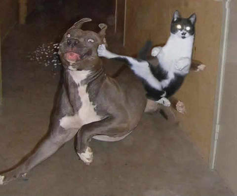 cat_dog_fight.jpg