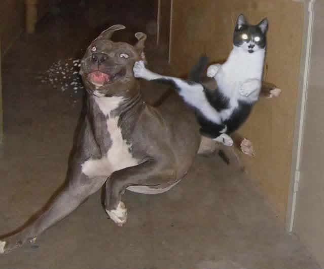 cat_dog_fight.jpg 개는 부하, 고양이는 주인 (Dogs Have Masters, Cats Have Staff)