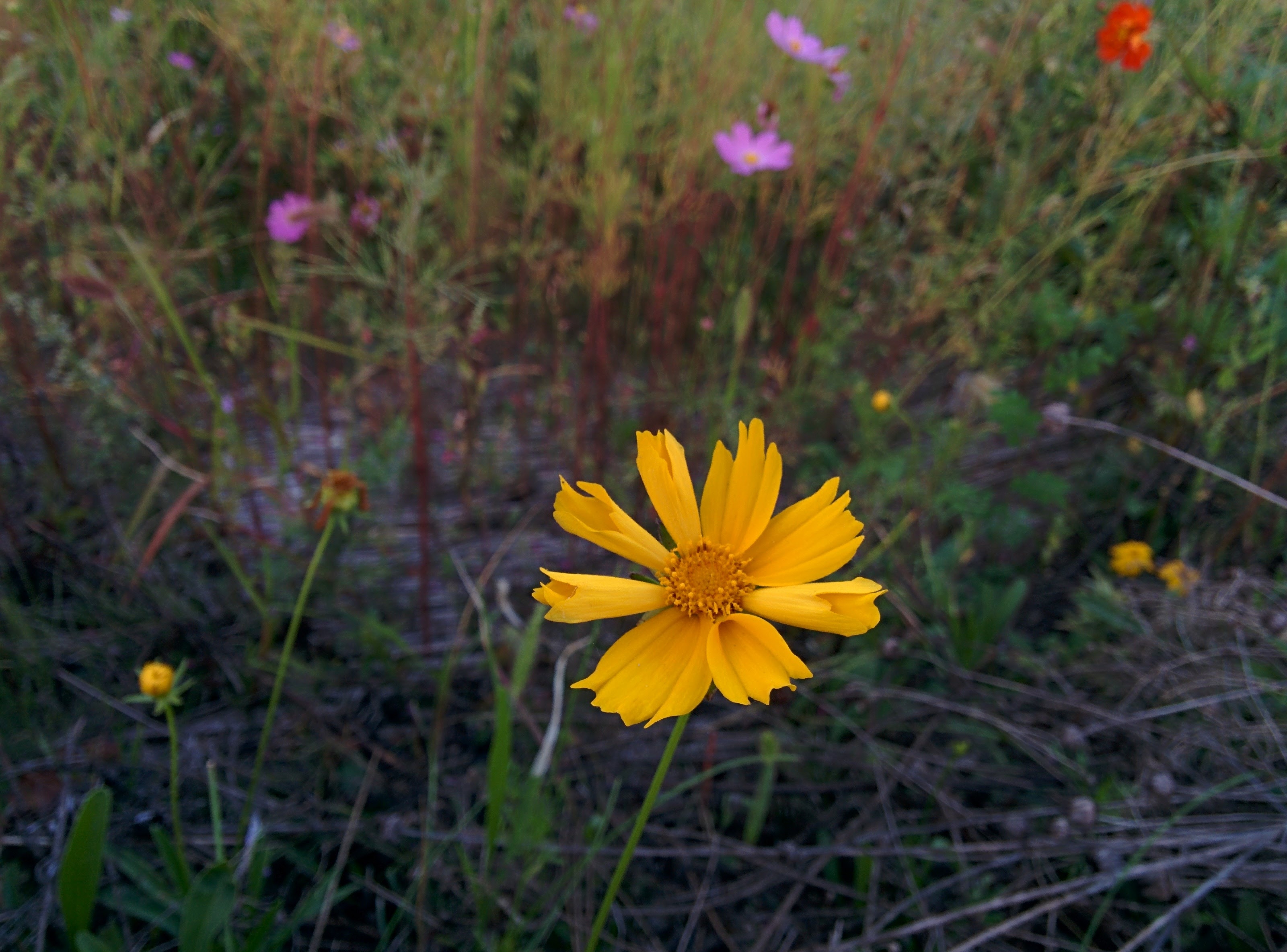 IMG_20150919_181202.jpg 코스모스속에서 외로운 큰금계국 황금색 꽃