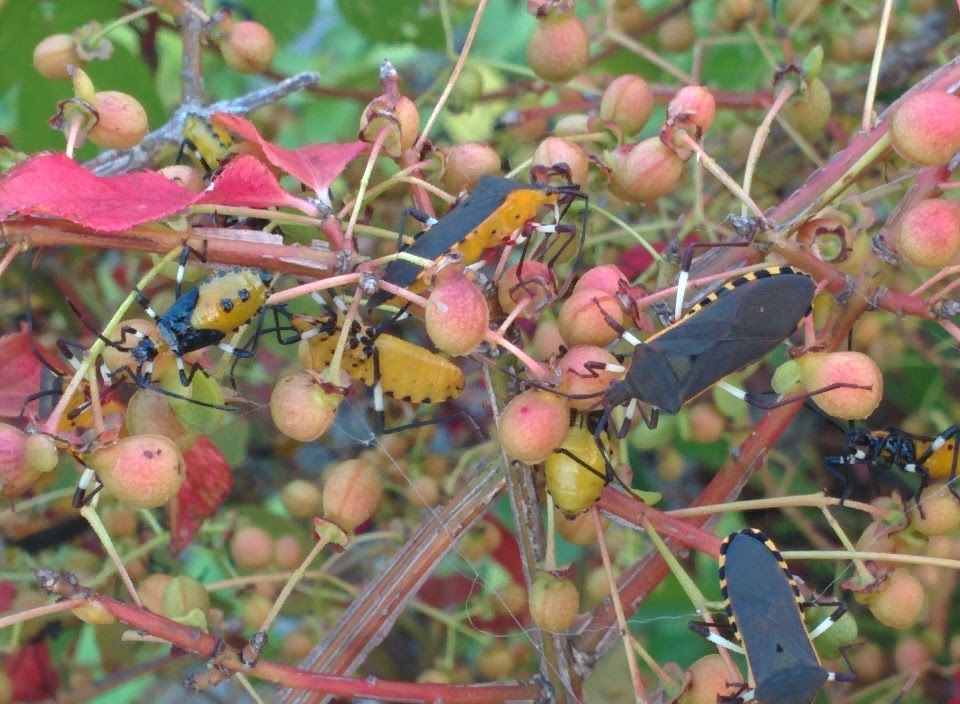 IMG_20151003_162310.jpg 화살나무 열매를 점령한 노린재 무리, 노랑배허리노린재 약충