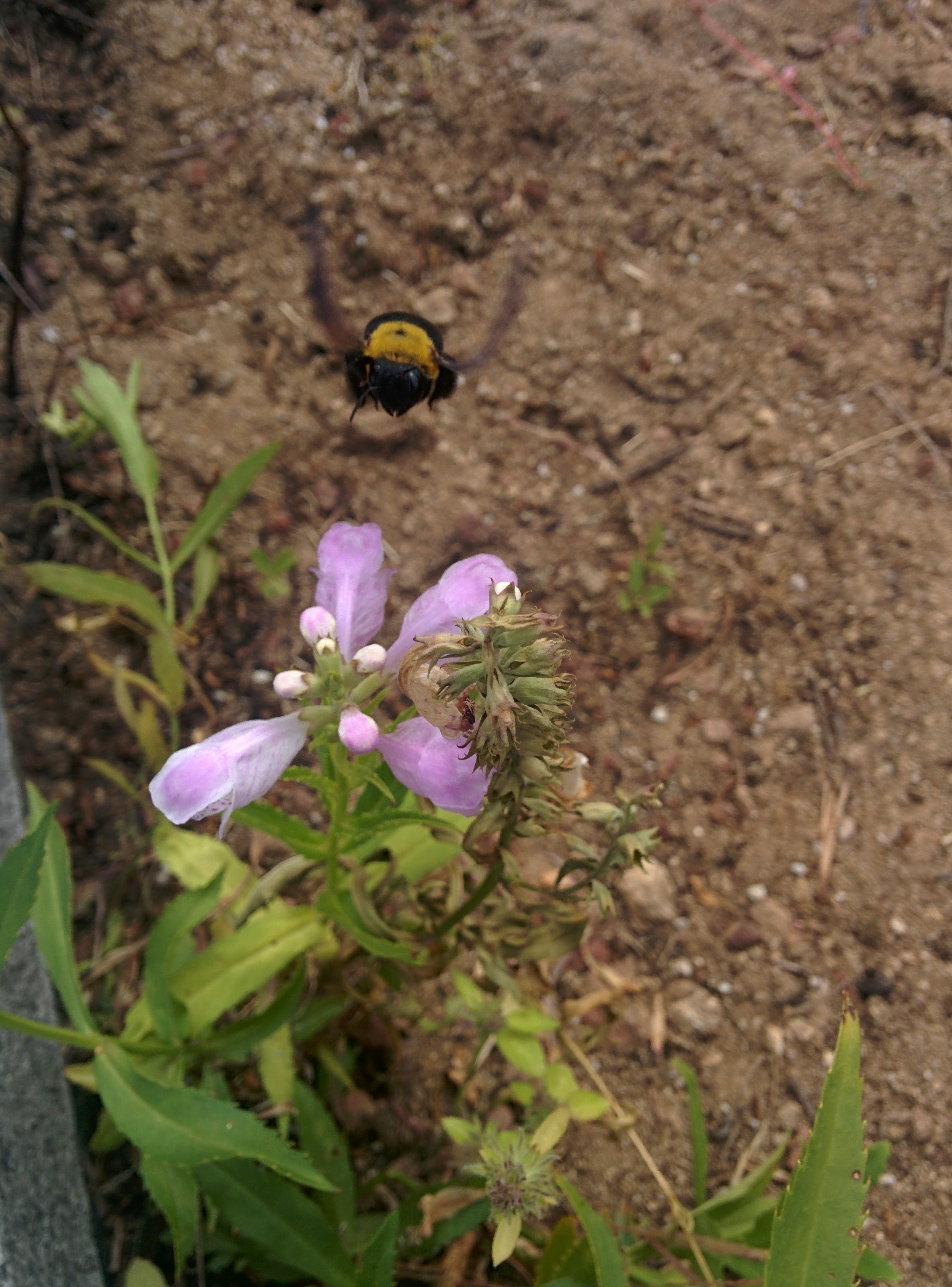 IMG_20150925_123608.jpg 꽃범의꼬리 꽃을 찾아온 검은색 대형 벌, 어리호박벌의 비행