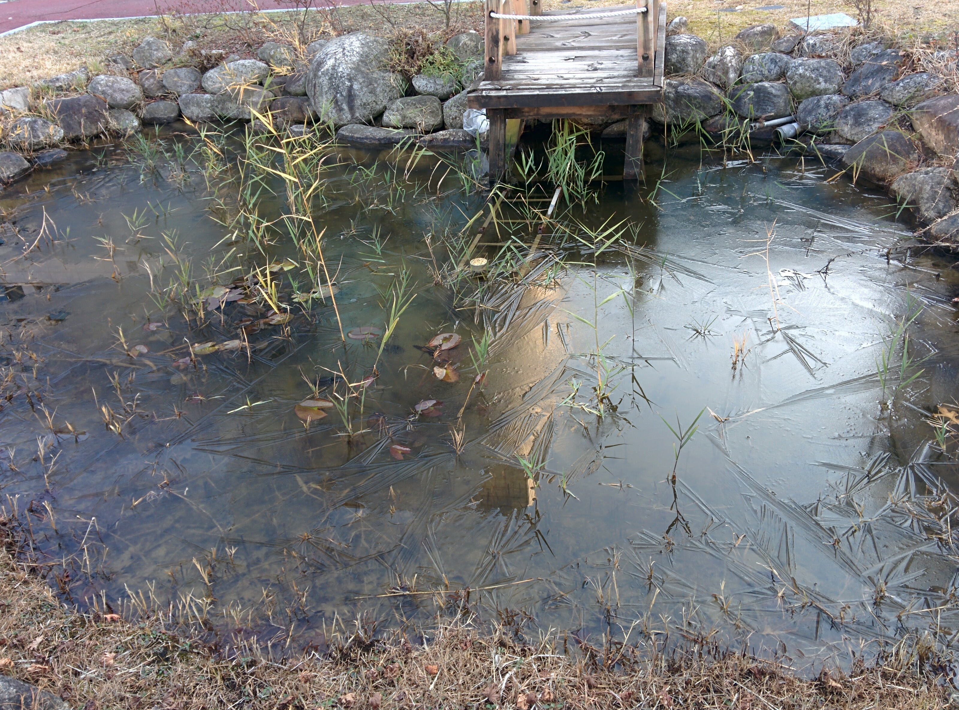 IMG_20151207_142508.jpg 얼음이 언 국가수리과학연구소 작은 연못