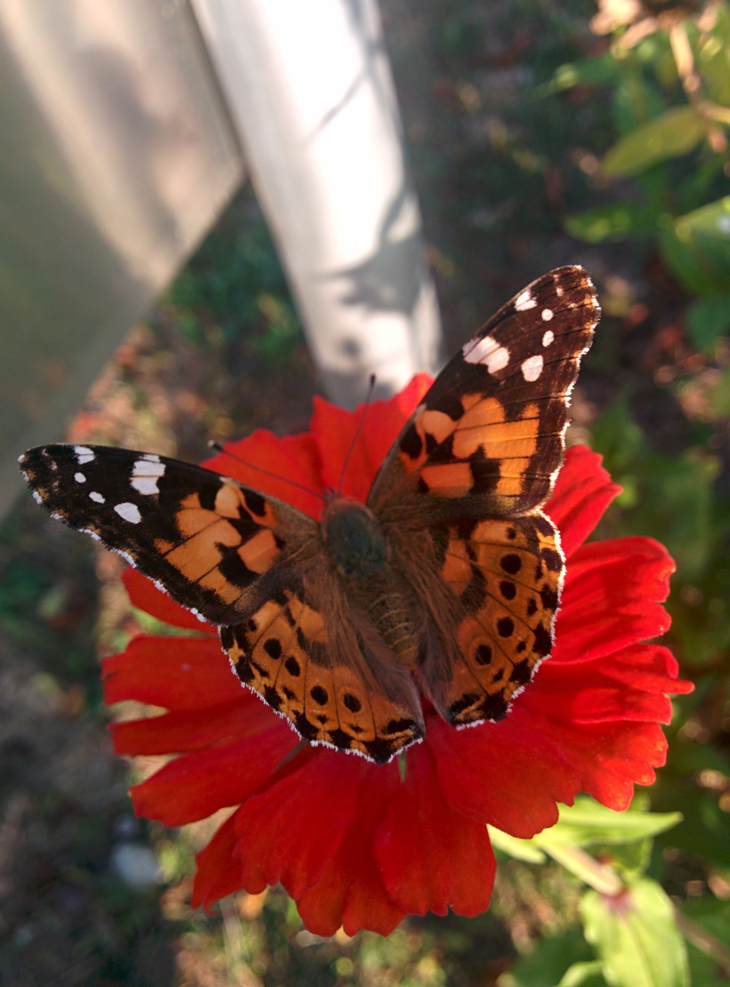 IMG_20151025_160058.jpg 백일홍 꽃에서 꿀을 빠는 예쁜 나비... 작은멋쟁이나비
