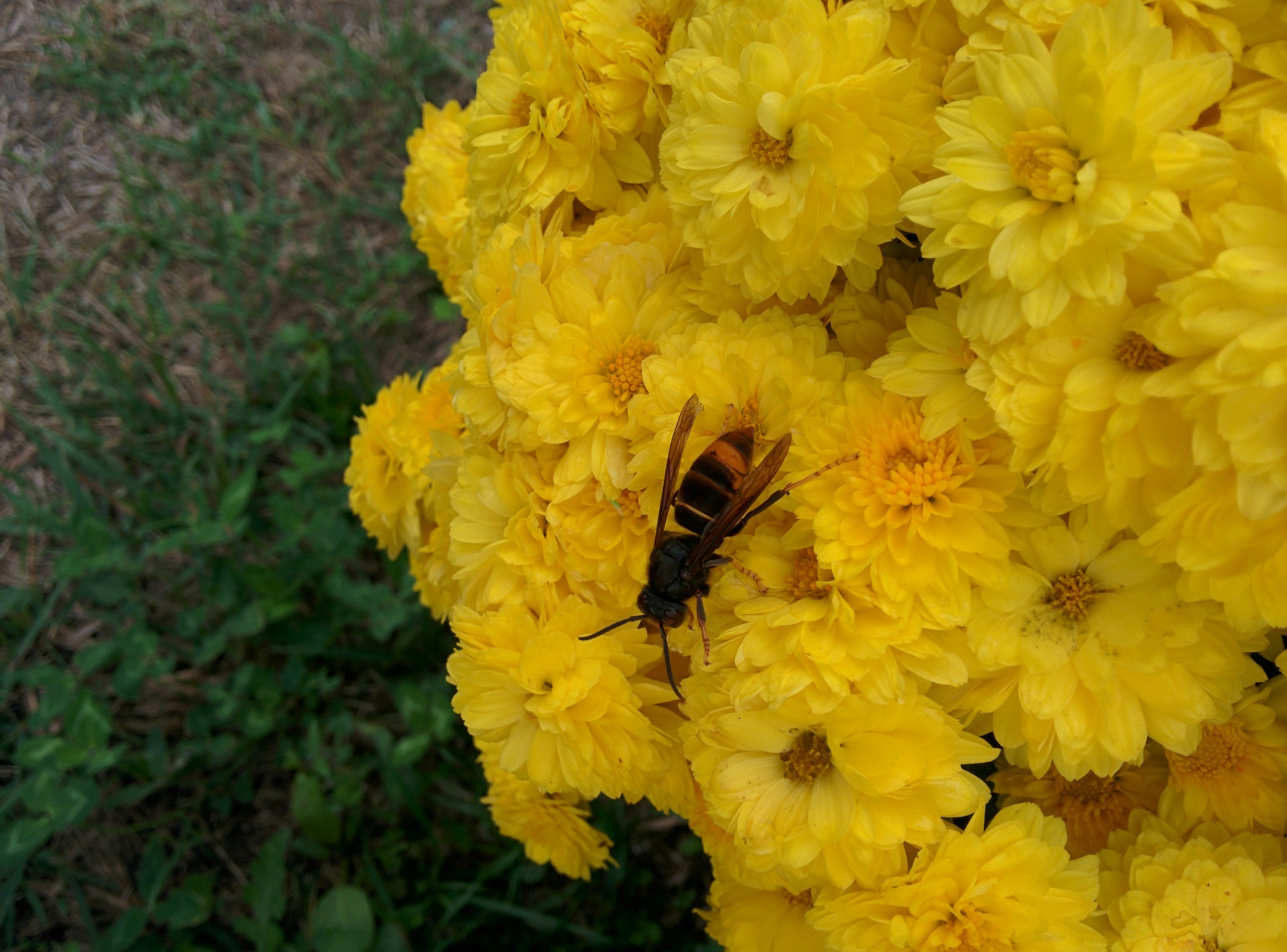 IMG_20151024_123102.jpg 노란색 국화꽃에 잠시 앉은 말벌. 배 끝의 굵은 황금띠가 특징 -- 등검은말벌