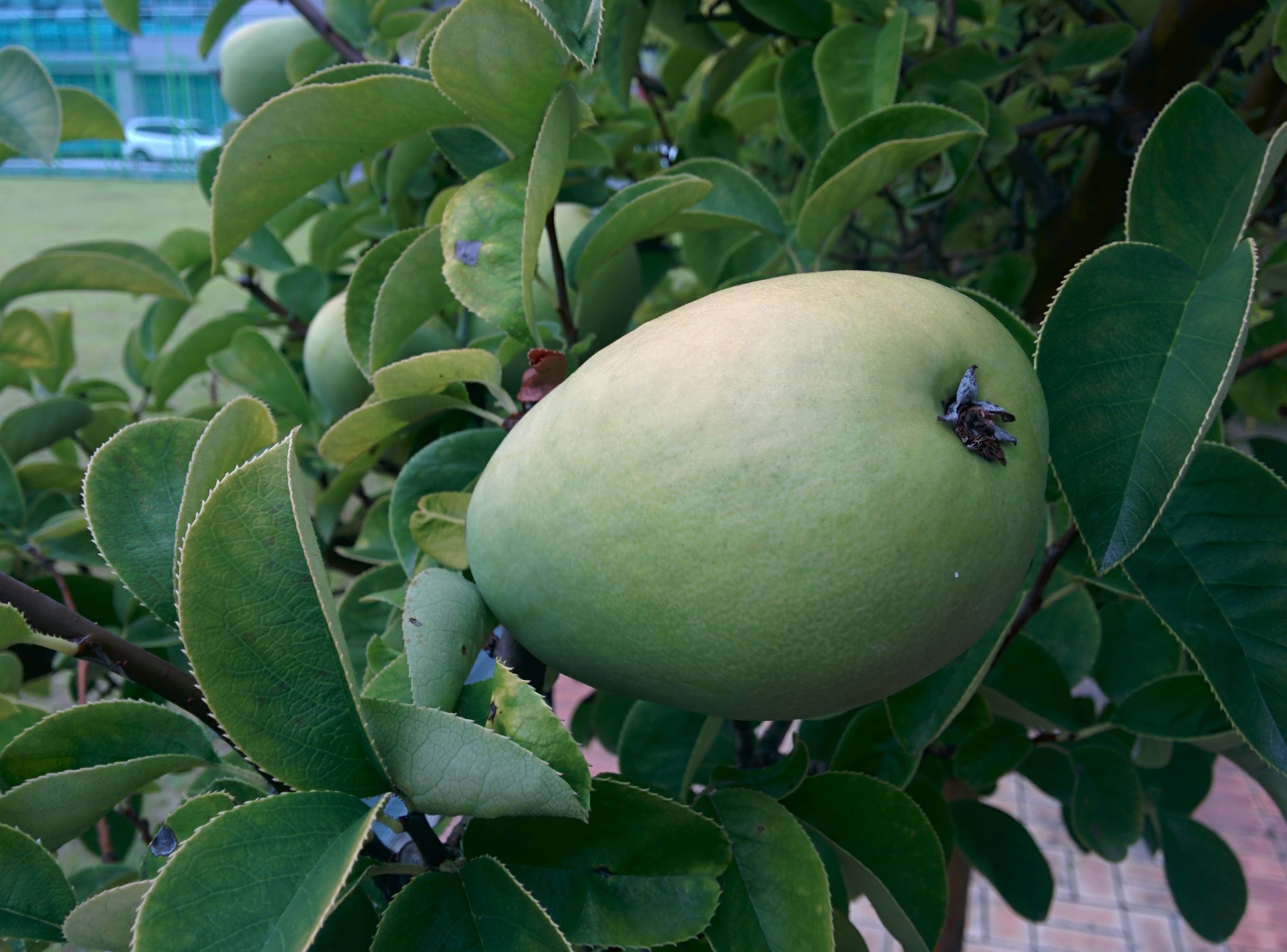 IMG_20150916_164940.jpg 과학기술연합대학원대학교 모과나무에 모과열매가 주렁주렁