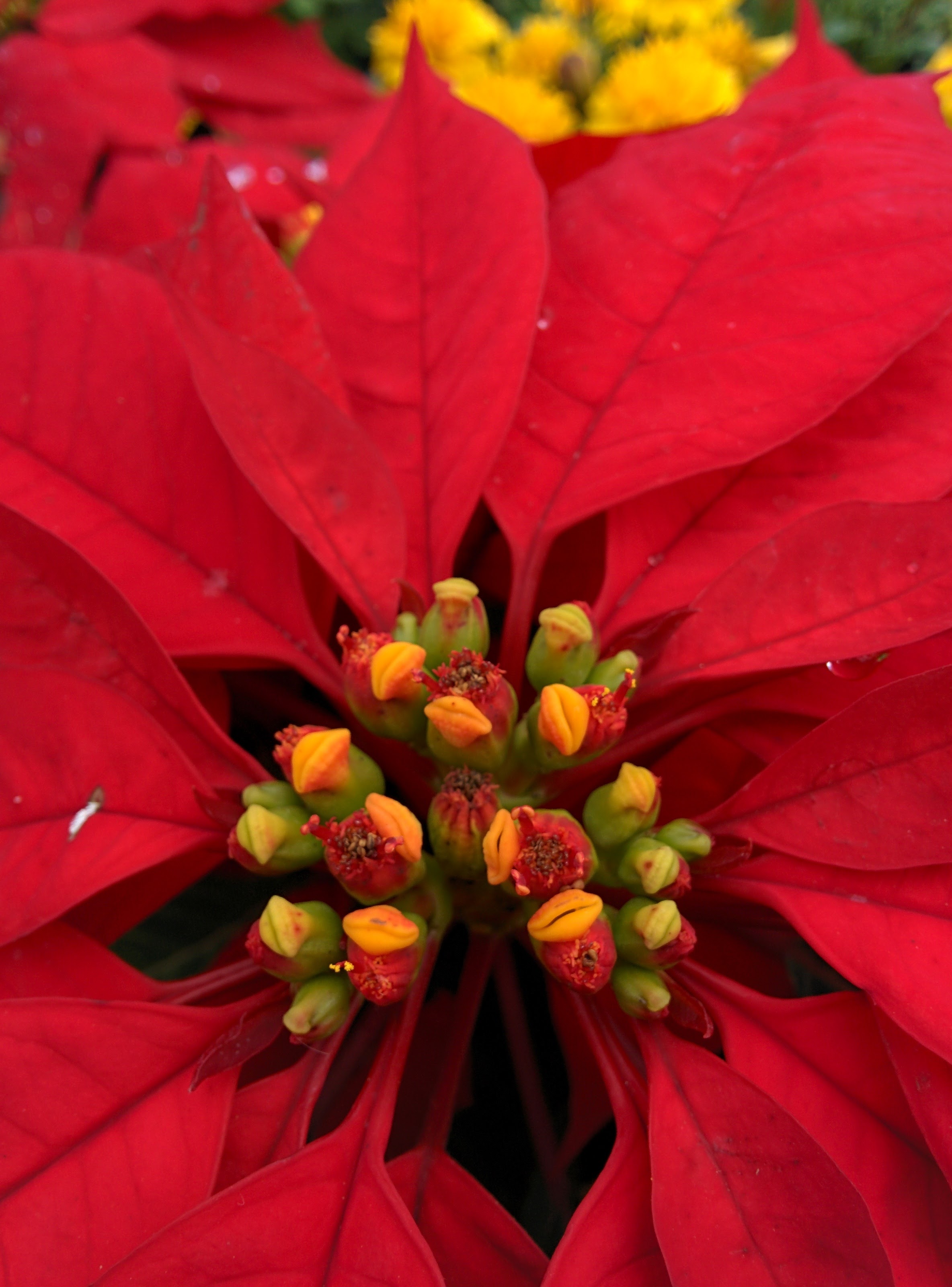 IMG_20151024_125520.jpg 꽃처럼 잎이 붉은색으로 물든 멕시코불꽃풀(포인세티아)