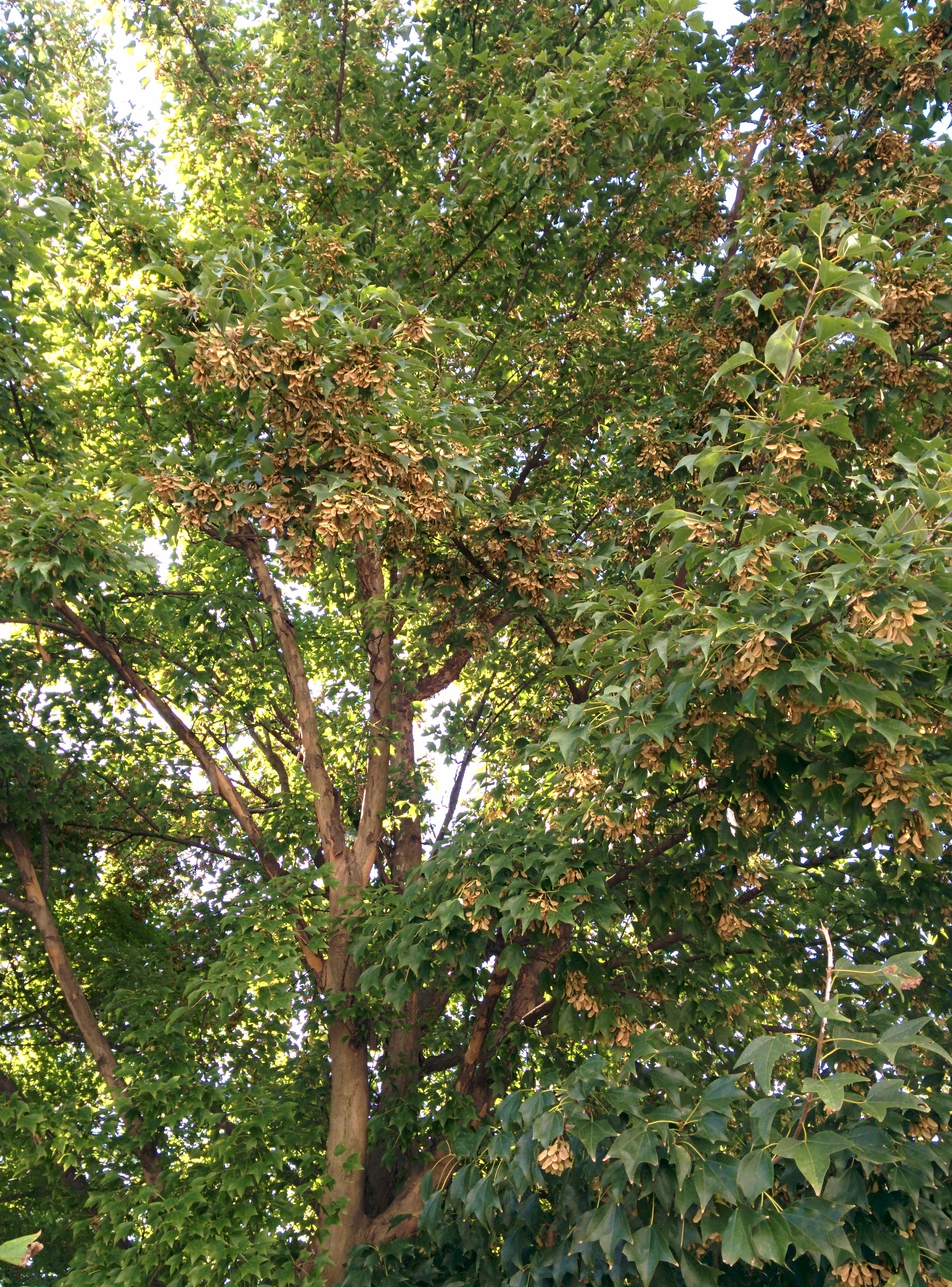 IMG_20150922_153149.jpg 여덟 팔자 날개열매(시과)를 주렁주렁 매단 중국단풍나무