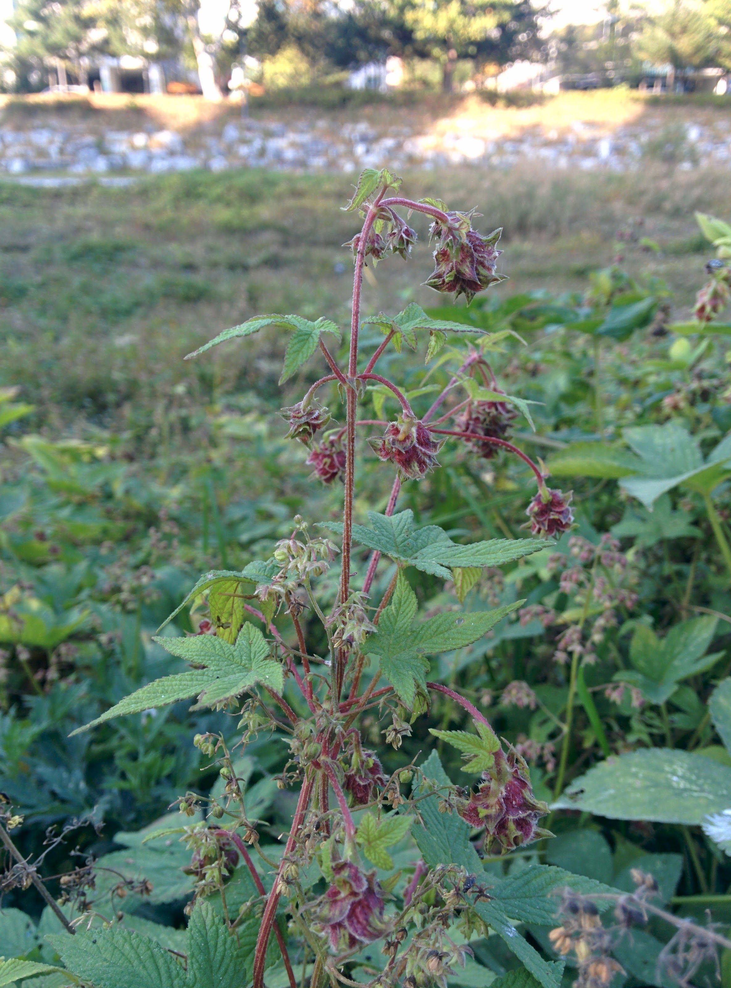 IMG_20151025_152952.jpg 환삼덩굴 꽃 (작은 키큰 수꽃, 큰 키작은 암꽃)