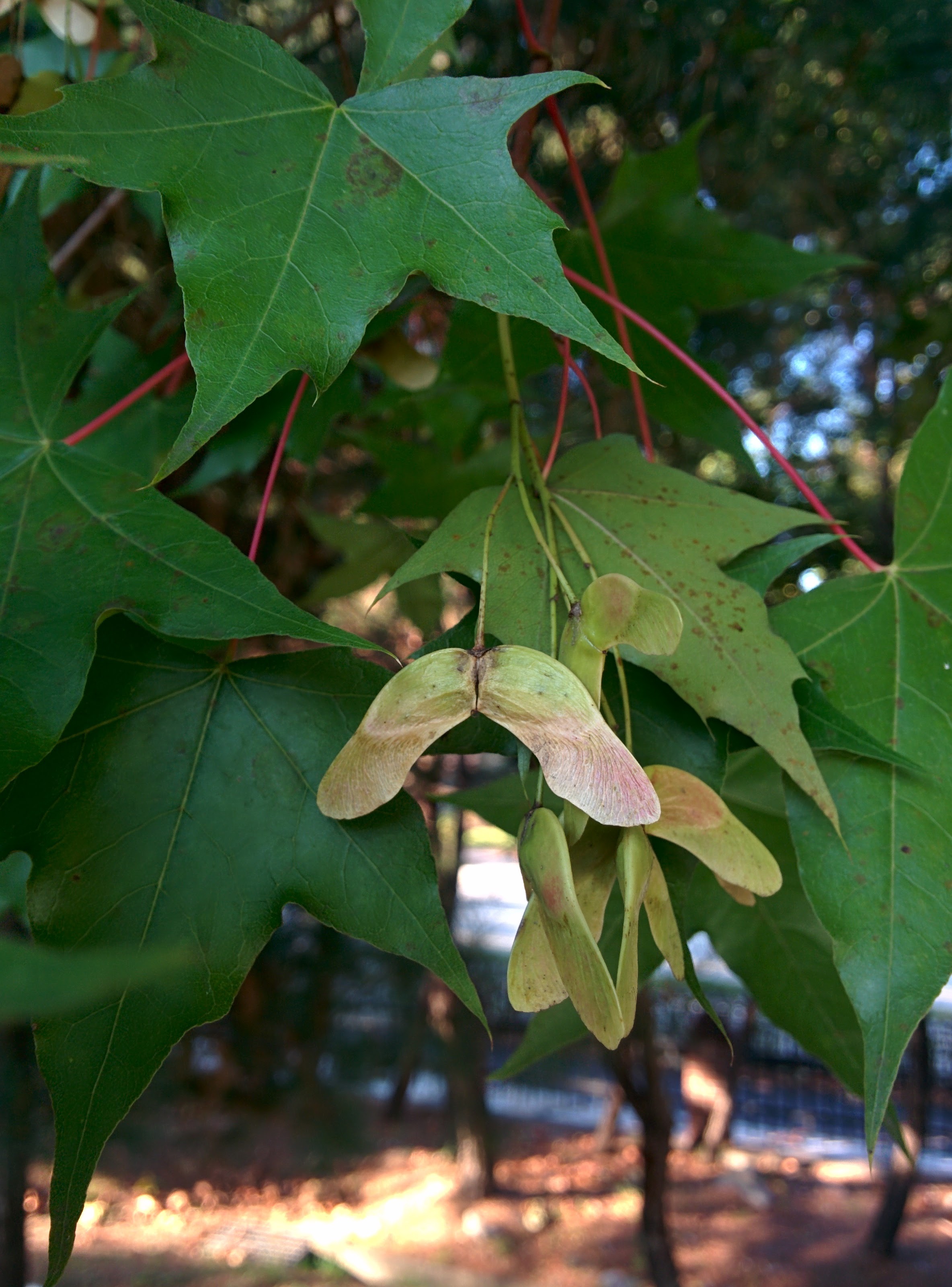 IMG_20151013_161538.jpg 쌍날개의 부메랑, 단풍나무 닮은 나무의 열매 -- 고로쇠나무